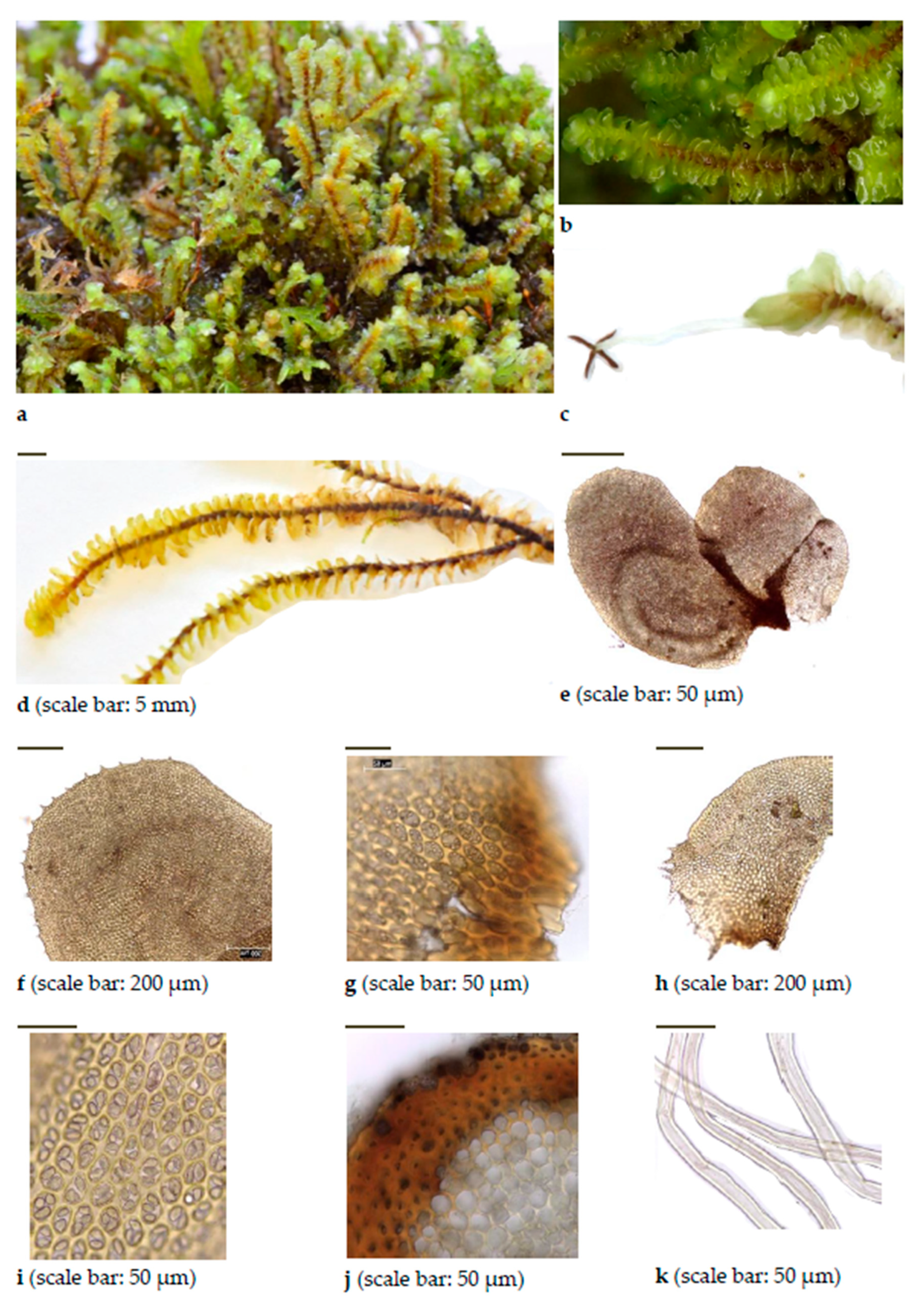 Diversity 15 00295 g0a5