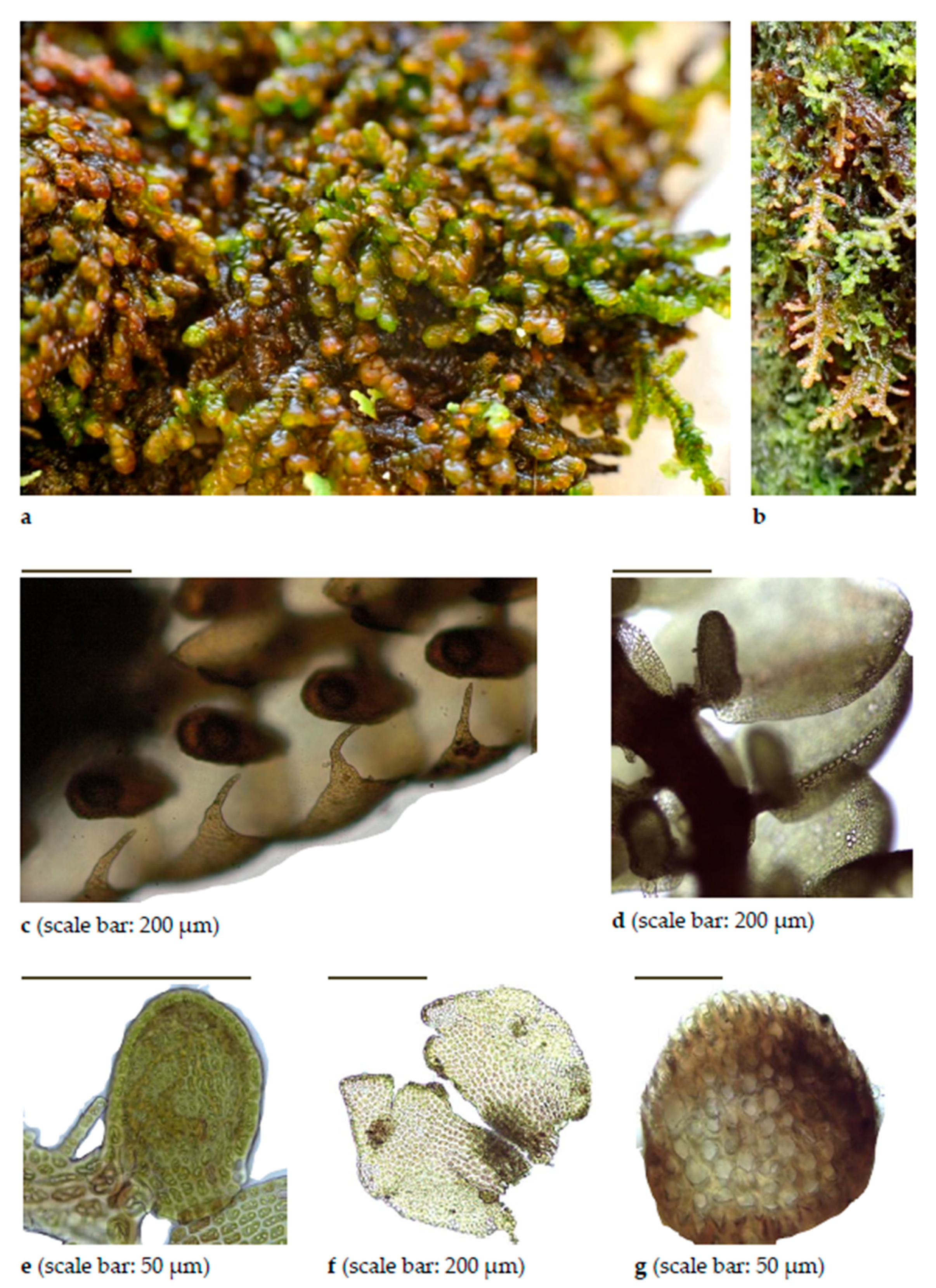 Diversity 15 00295 g0a6