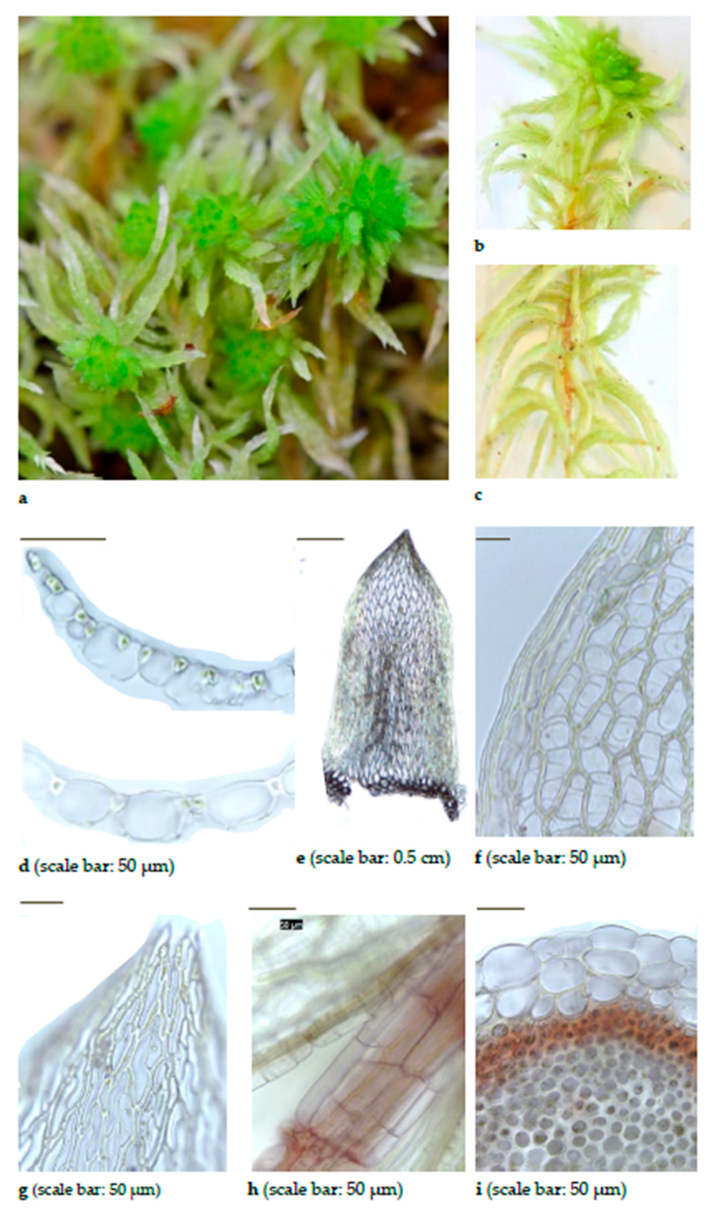 Diversity 15 00295 g0a7