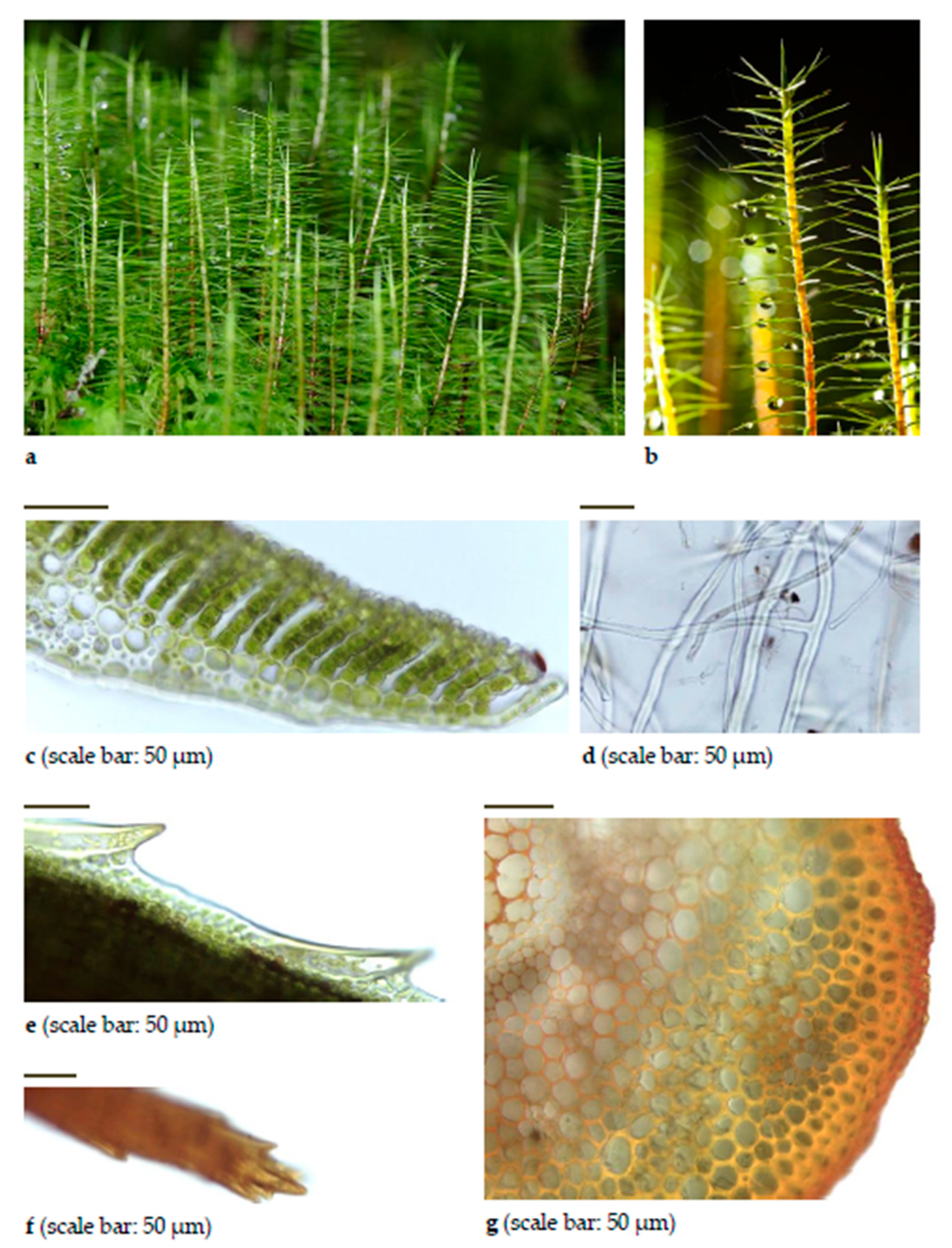 Diversity 15 00295 g0a8