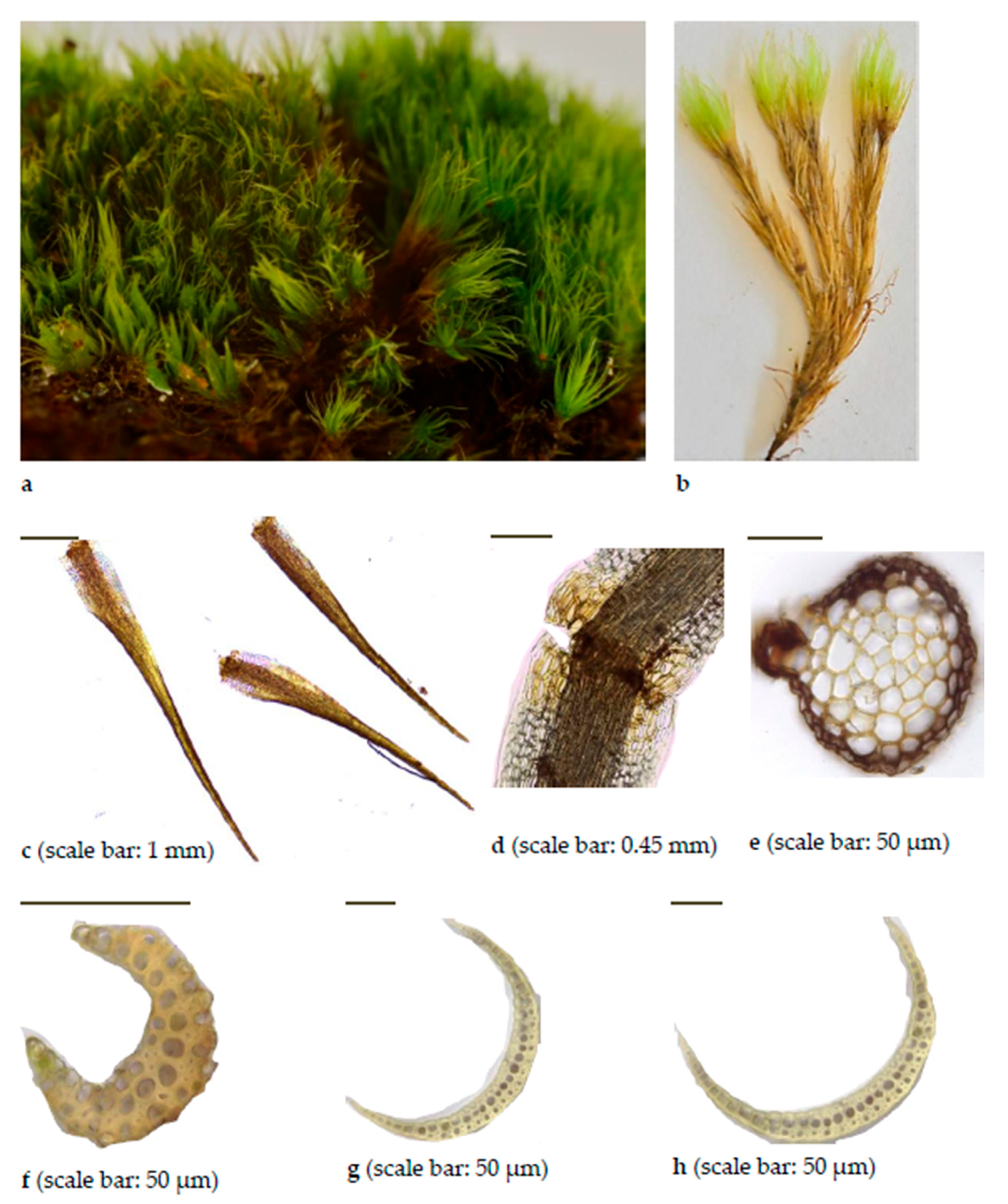 Diversity 15 00295 g0a9