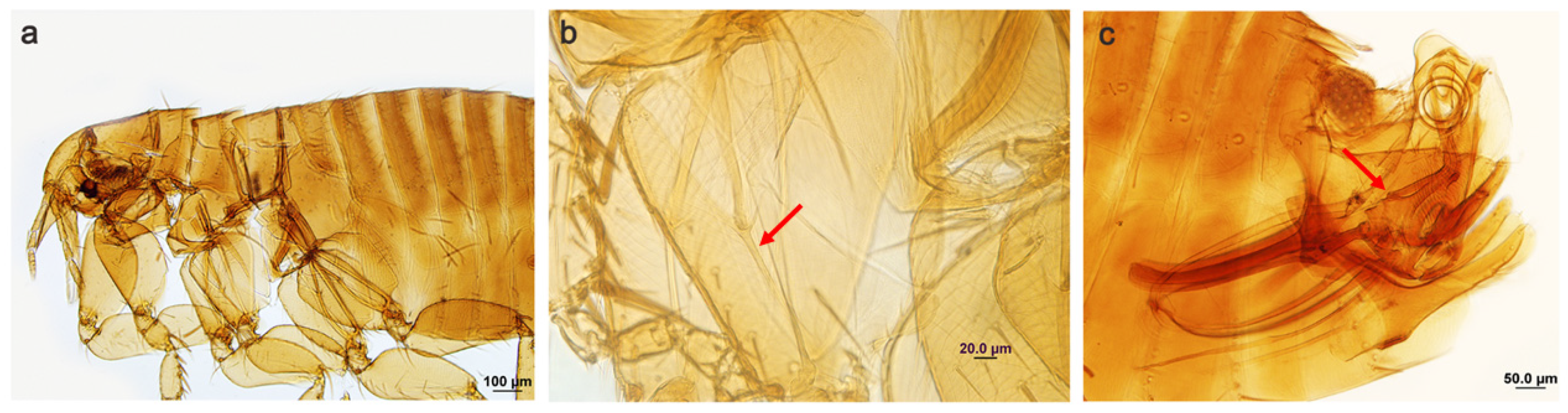 Diversity 15 00308 g002