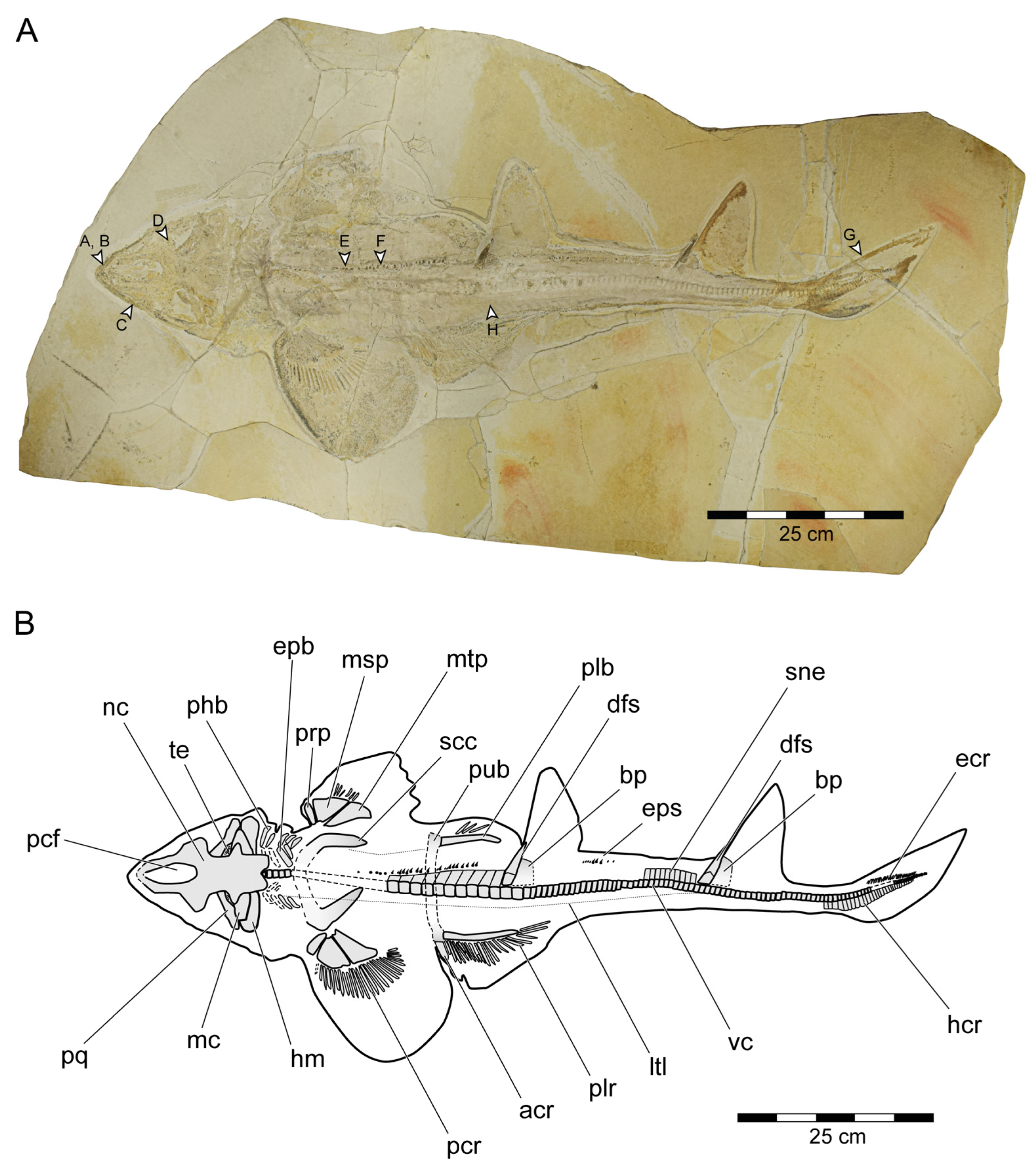 Diversity 15 00311 g003