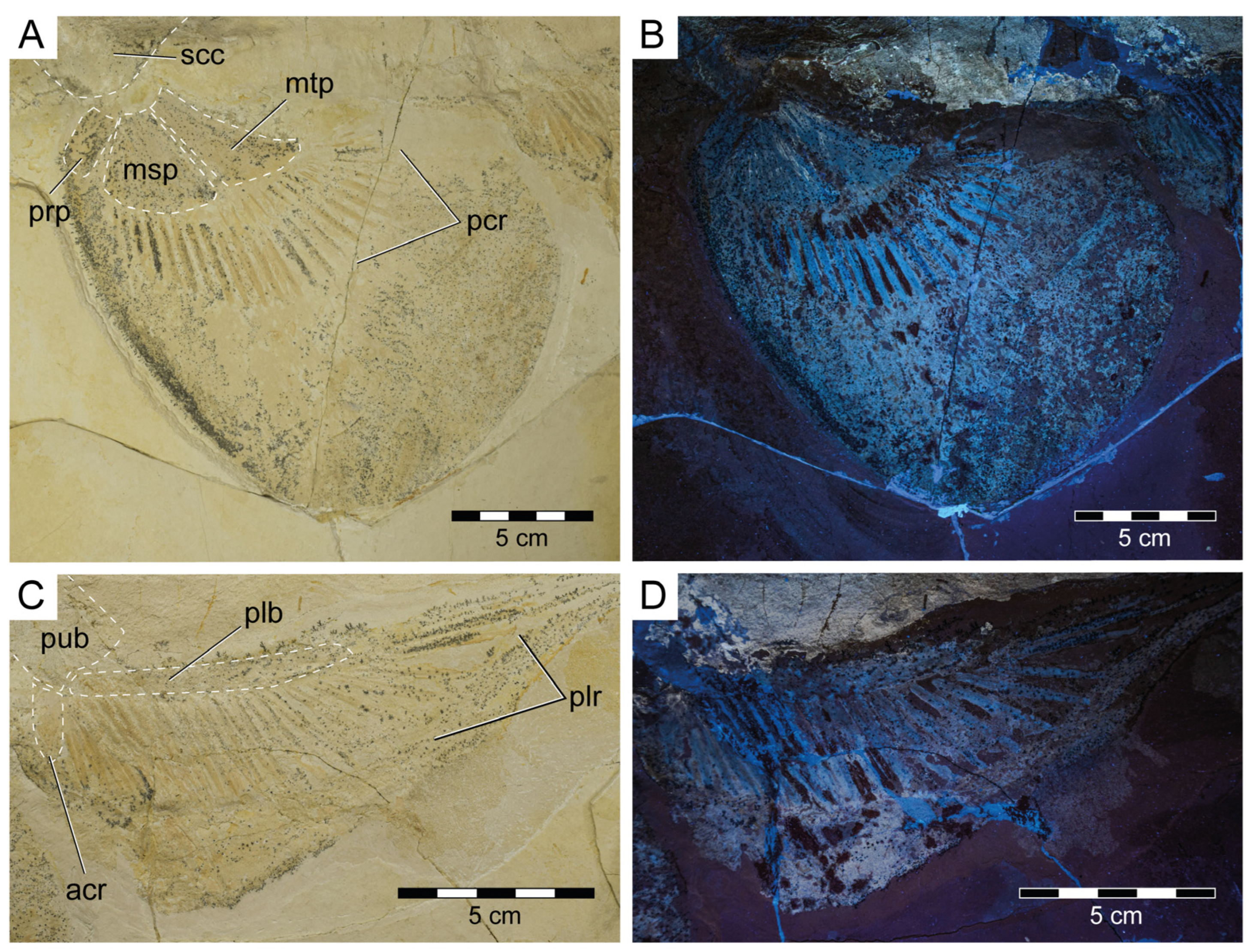 Diversity 15 00311 g006