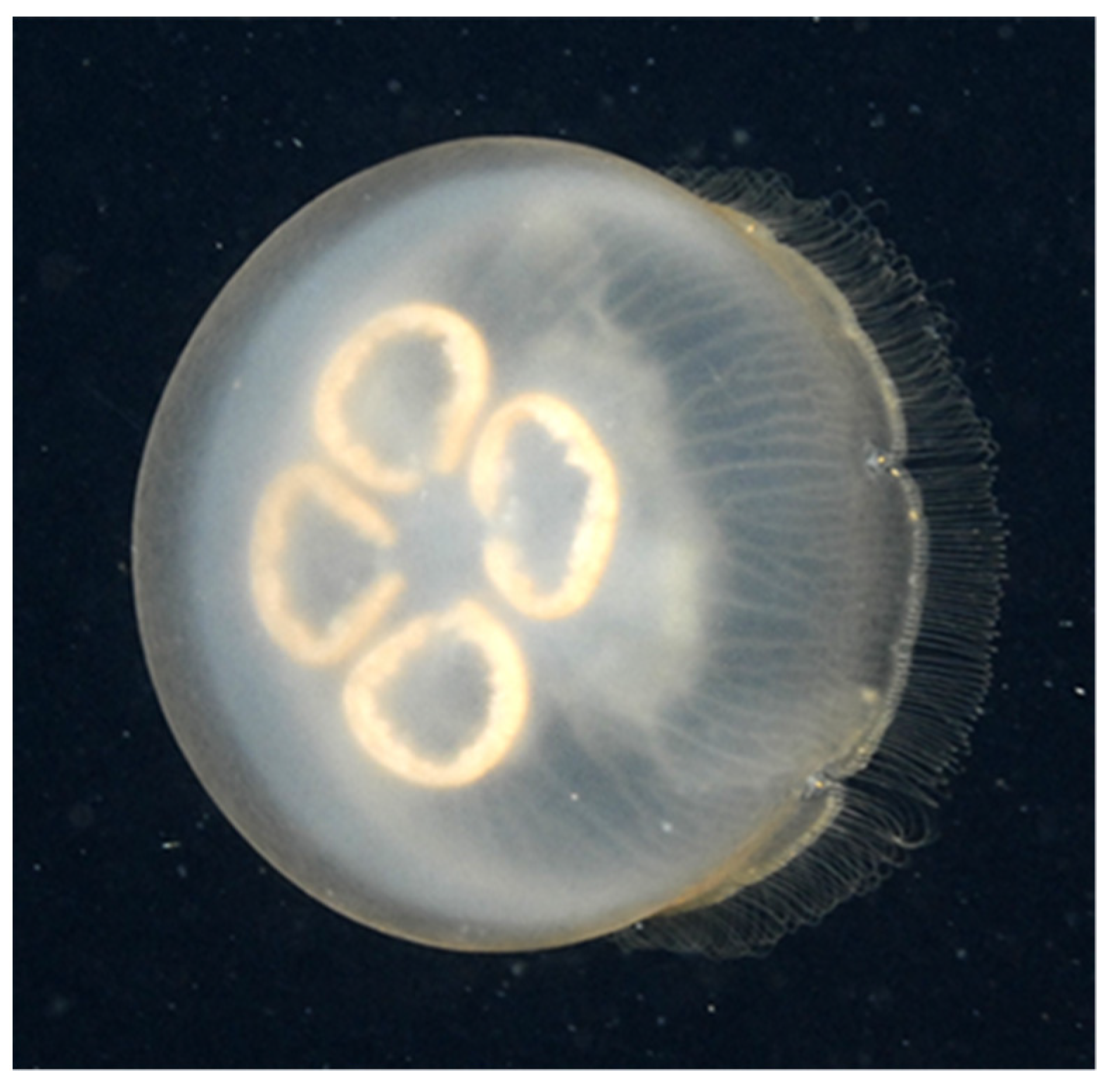 Diversity Free FullText DNA Barcoding of Moon Jellyfish (Cnidaria