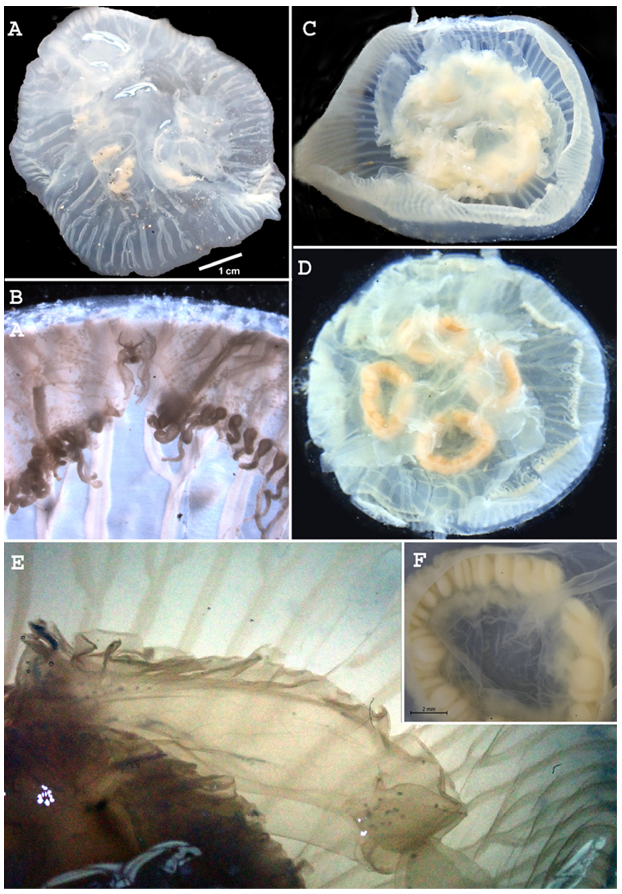 Diversity 15 00323 g003