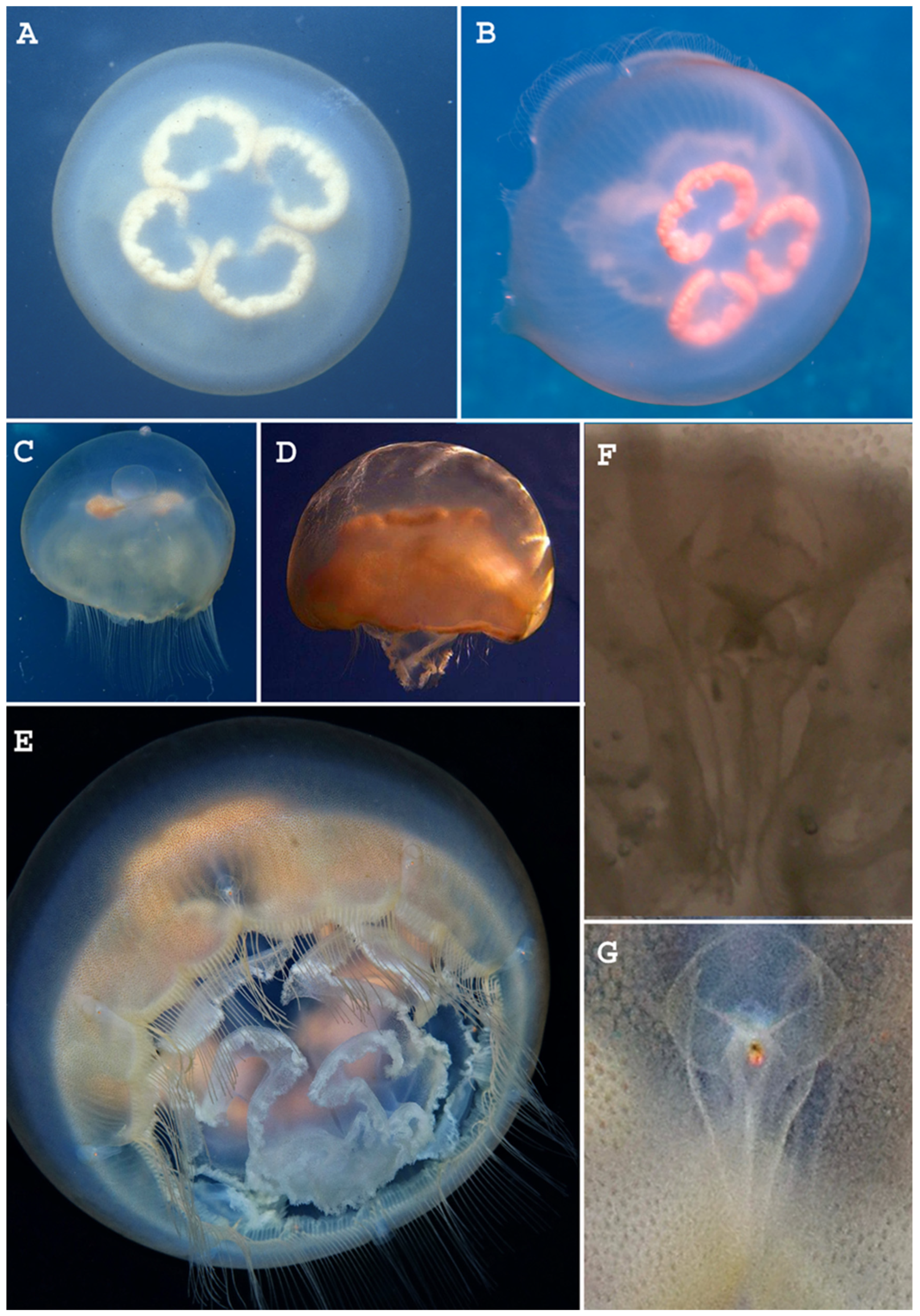 Diversity 15 00323 g004