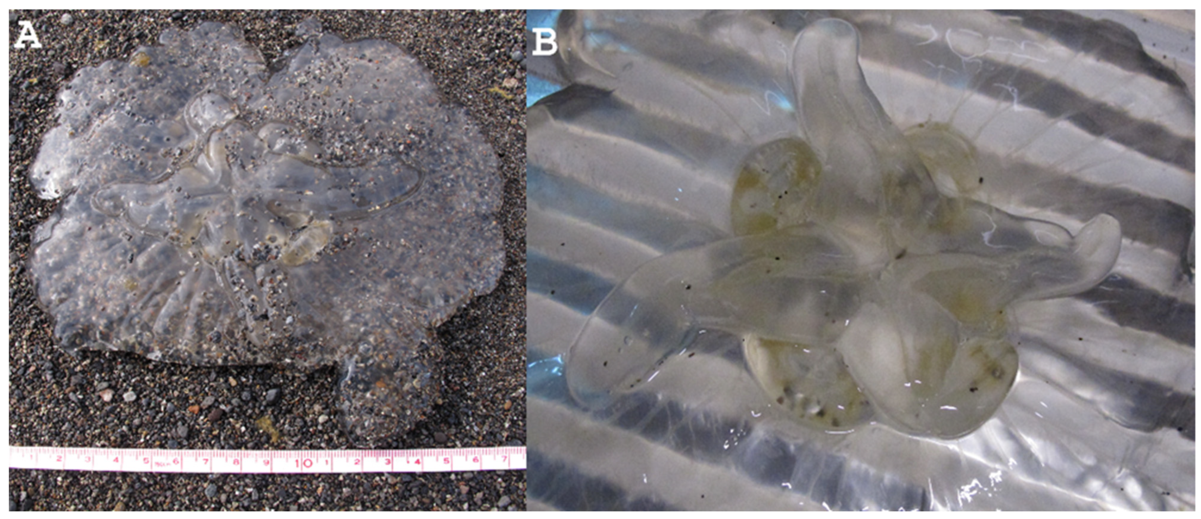 Diversity 15 00323 g006