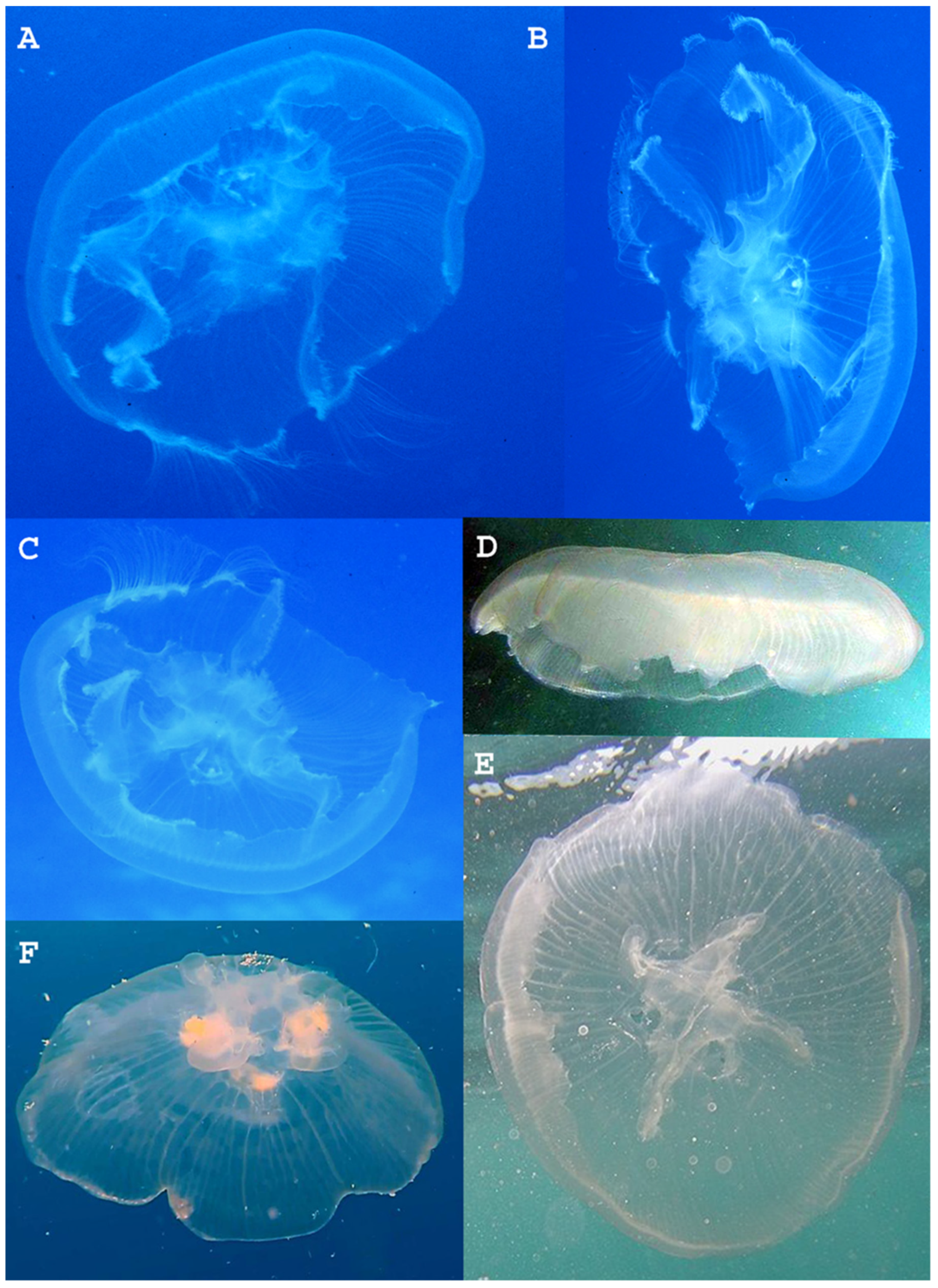 Diversity 15 00323 g007