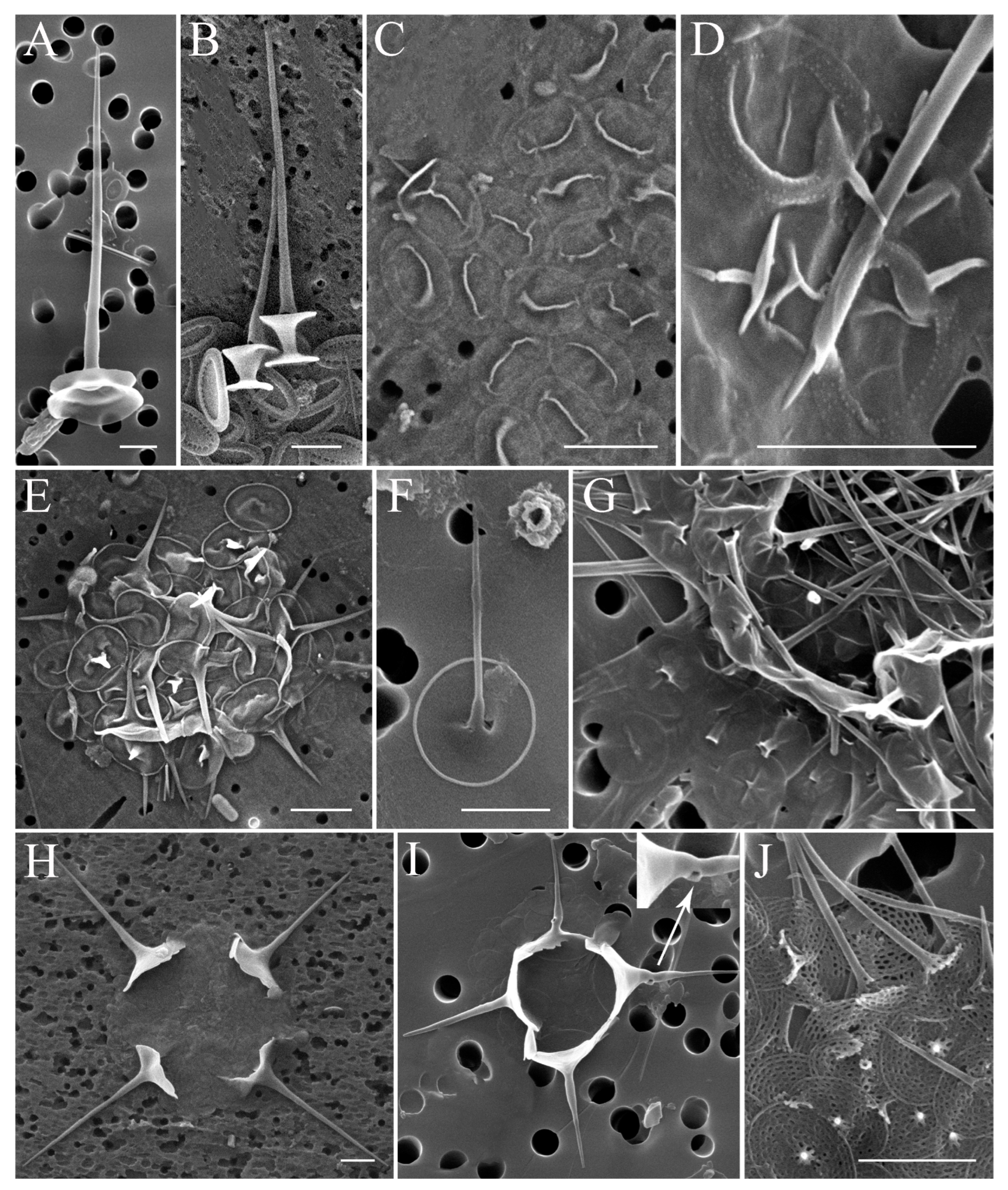 Diversity 15 00326 g002 Diversity 15 00326 g002