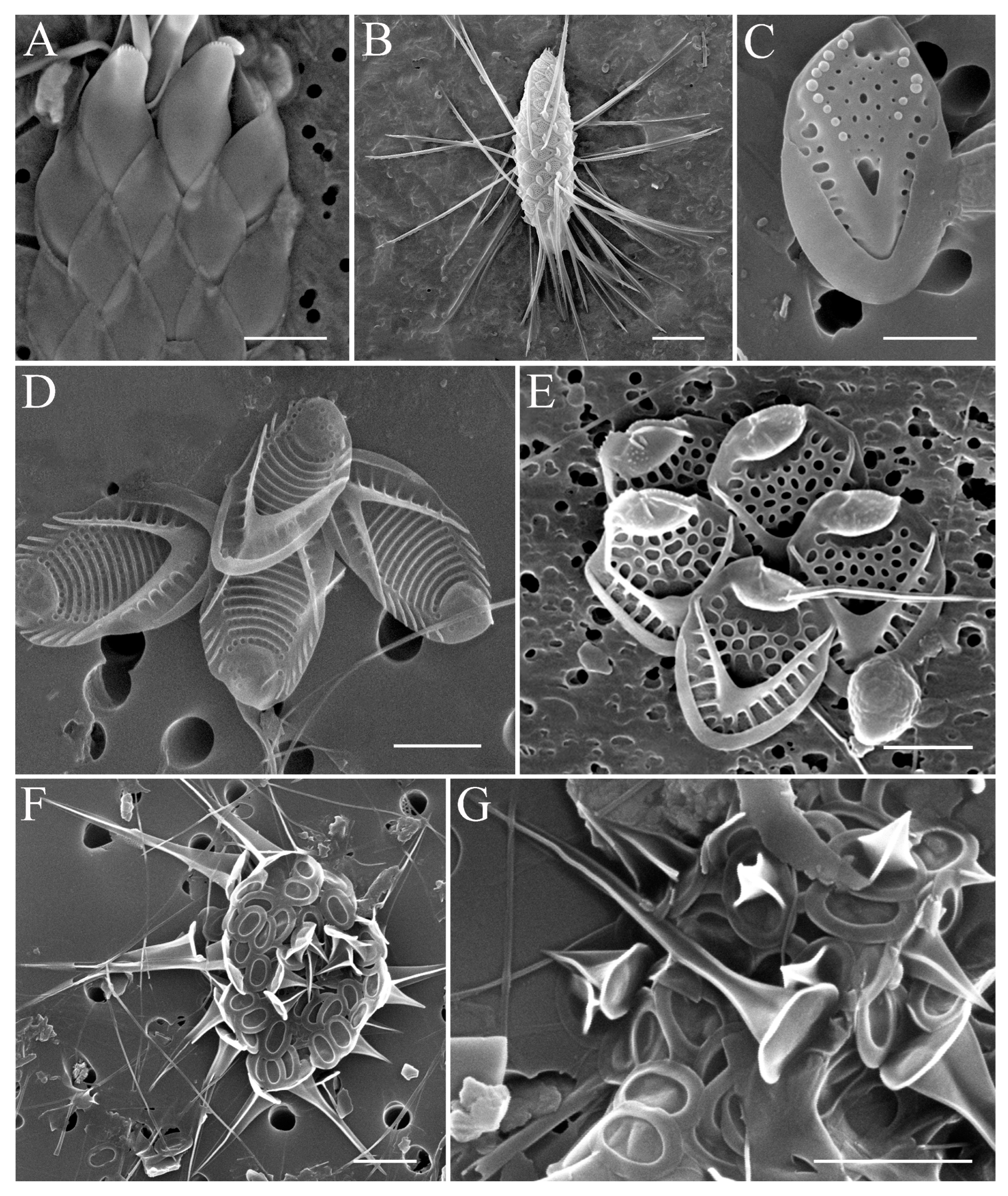 Diversity 15 00326 g004 Diversity 15 00326 g004