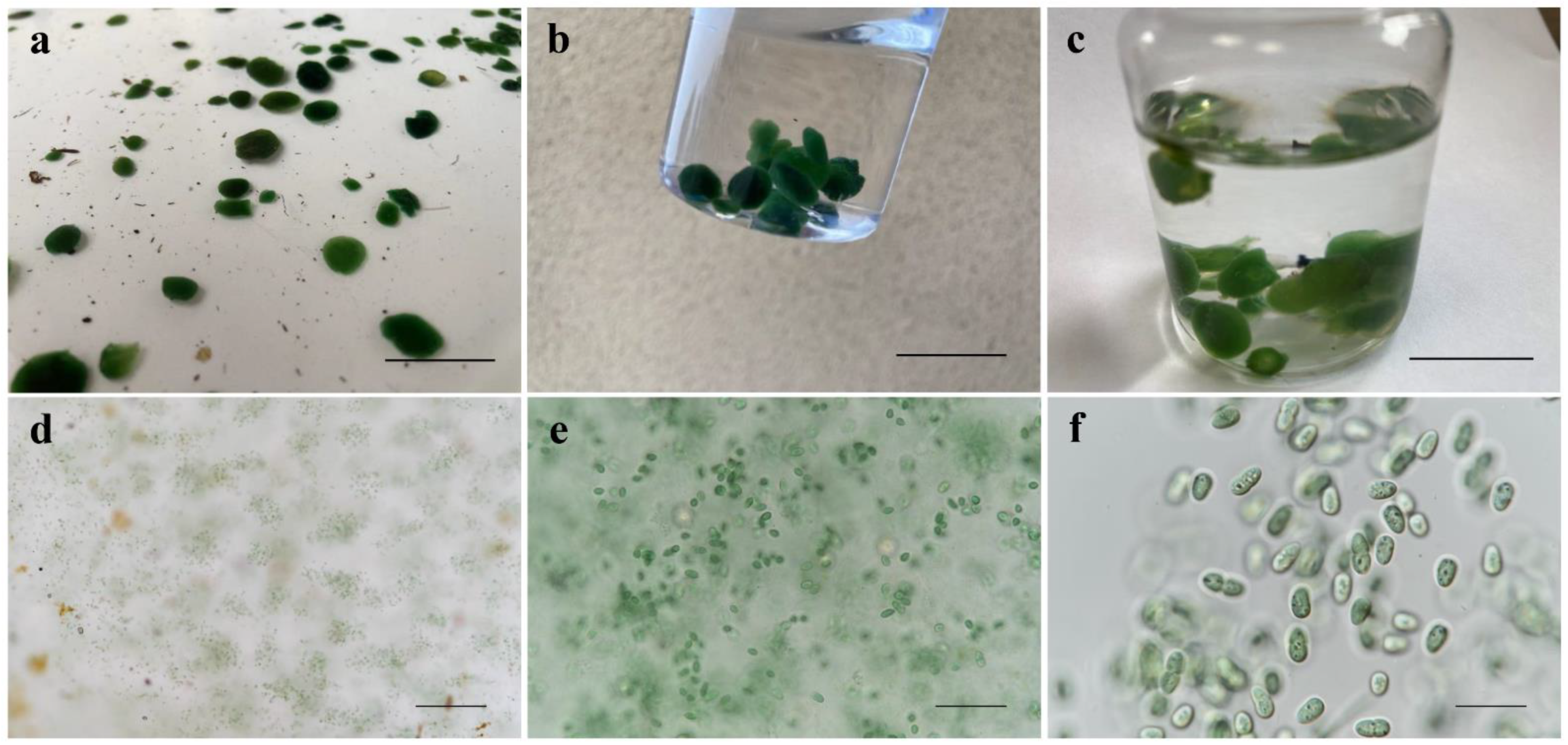 Diversity 15 00329 g001 Diversity 15 00329 g001