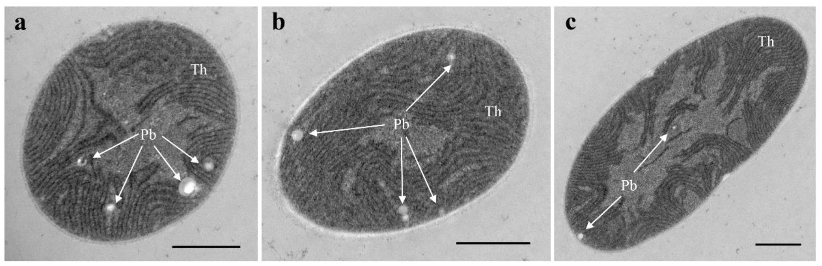 Diversity 15 00329 g002 Diversity 15 00329 g002