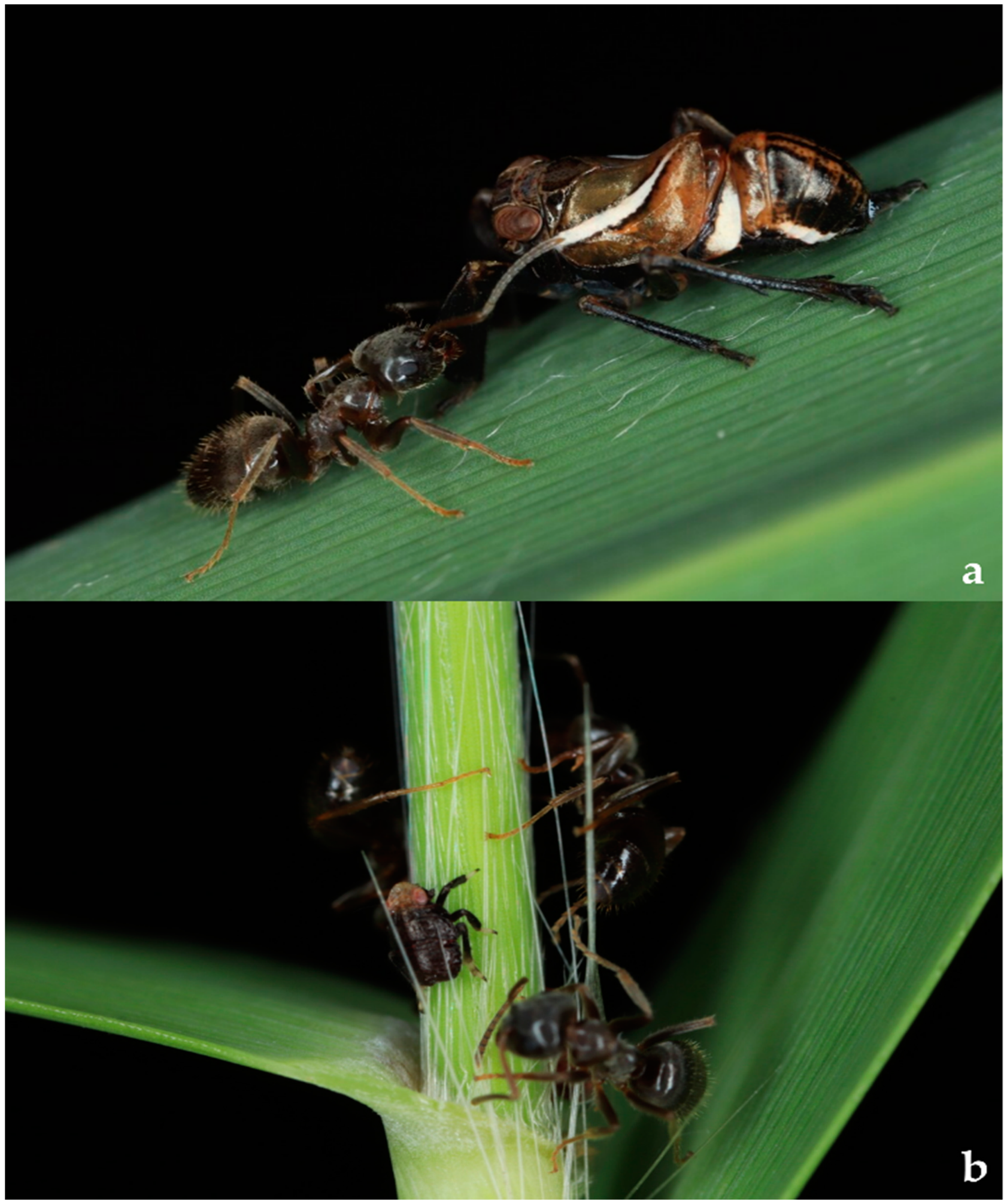 Diversity 15 00356 g002 Diversity 15 00356 g002