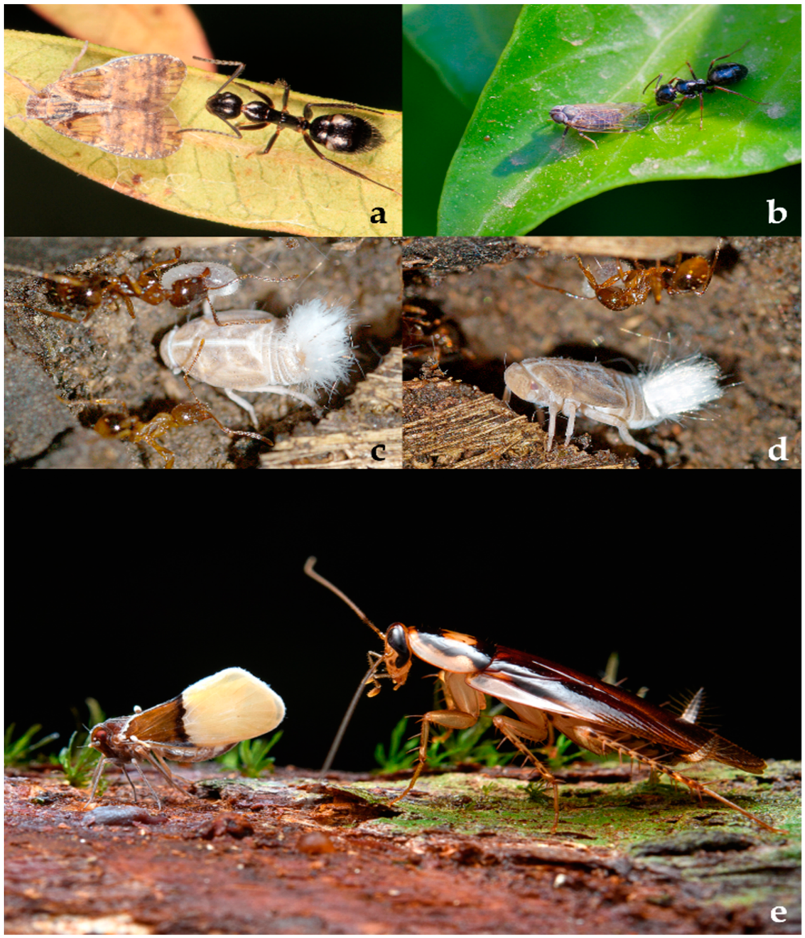 Diversity 15 00356 g003 Diversity 15 00356 g003