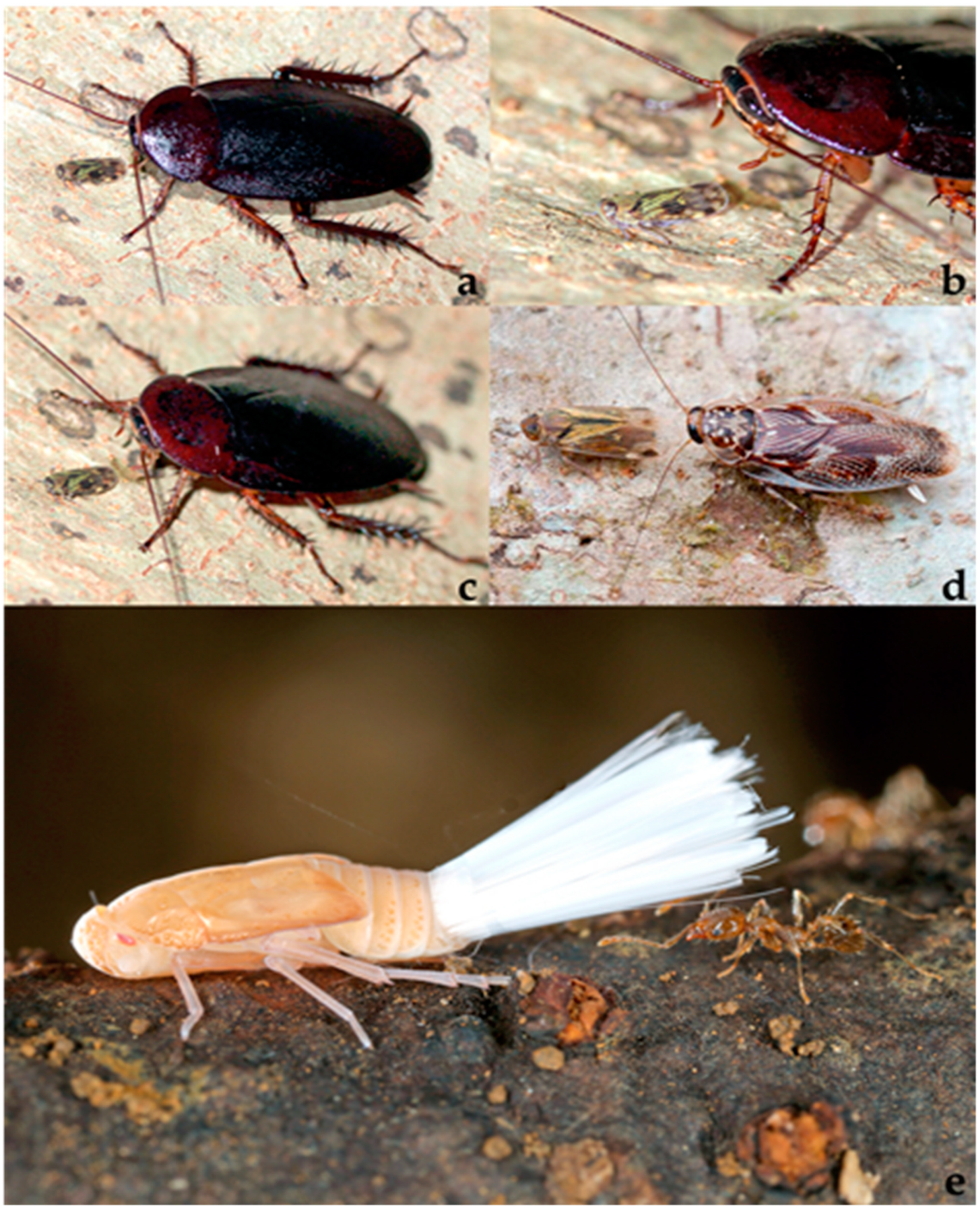 Diversity 15 00356 g004 Diversity 15 00356 g004