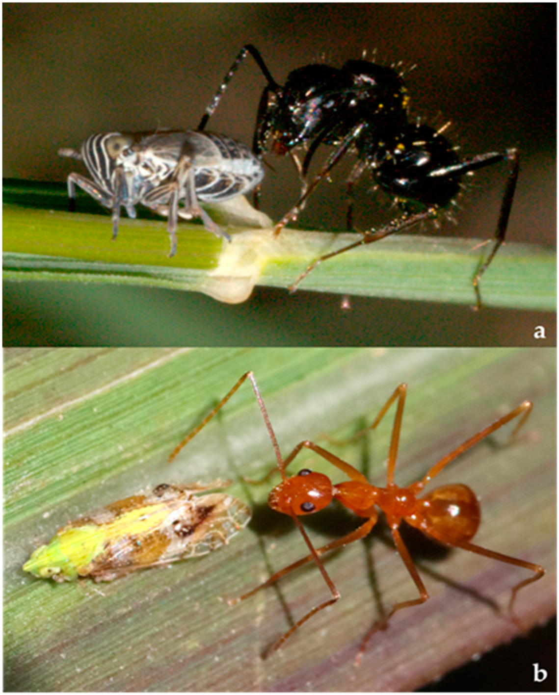 Diversity 15 00356 g005 Diversity 15 00356 g005