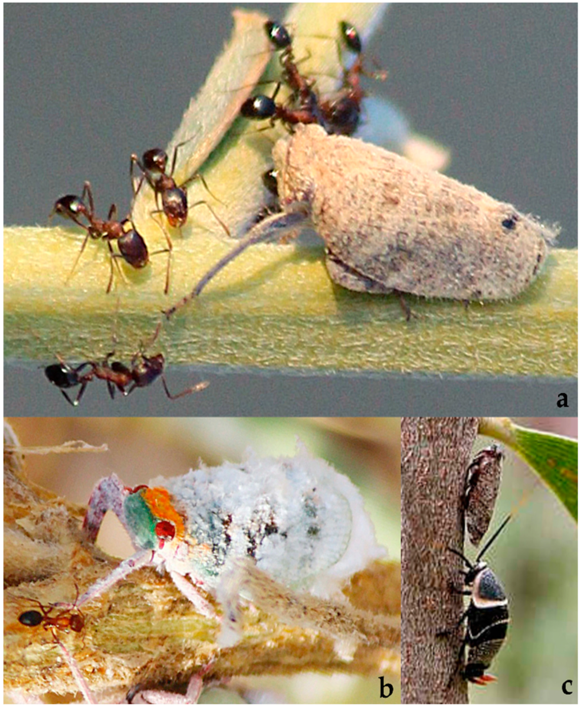 Diversity 15 00356 g006 Diversity 15 00356 g006