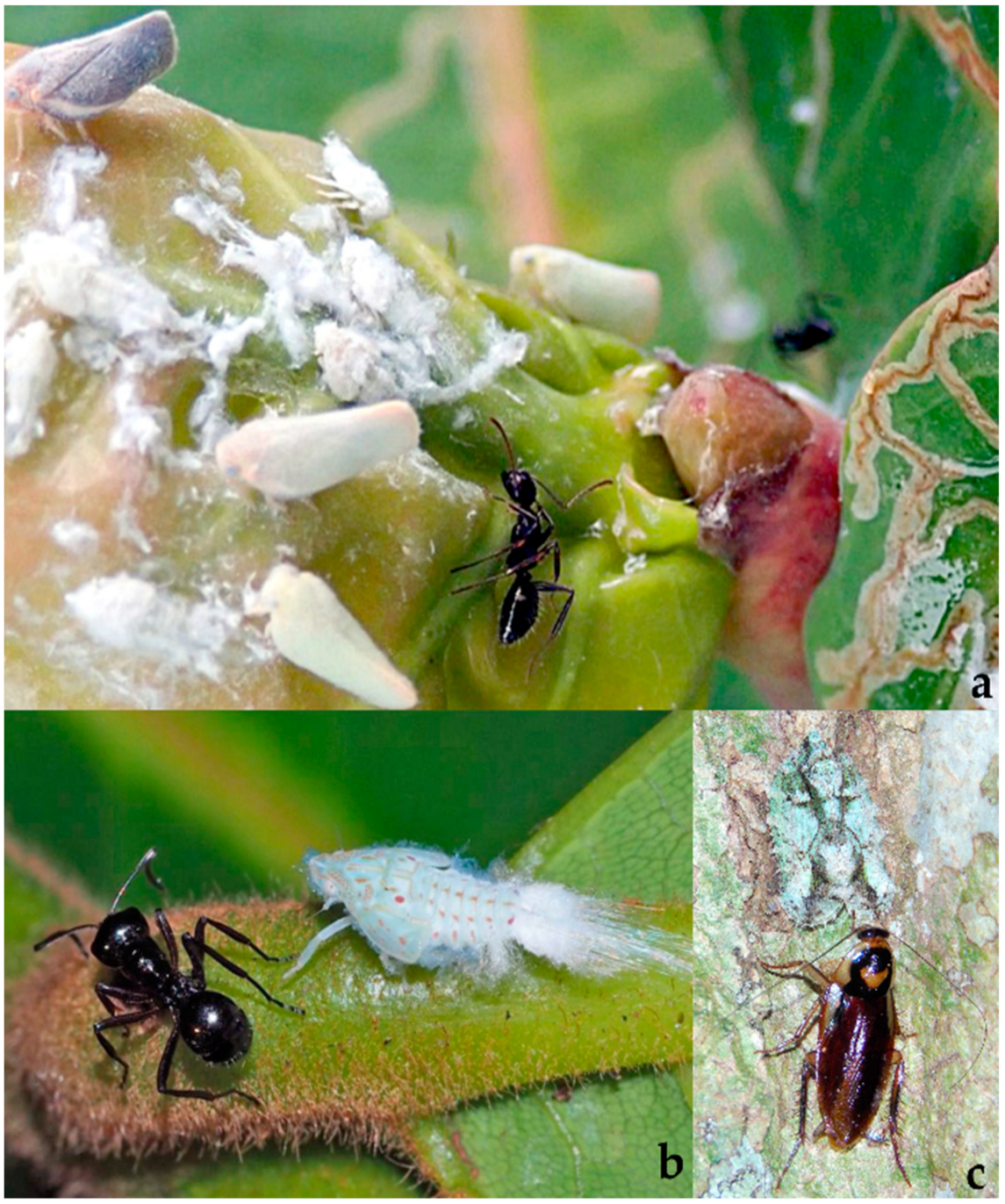 Diversity 15 00356 g007 Diversity 15 00356 g007