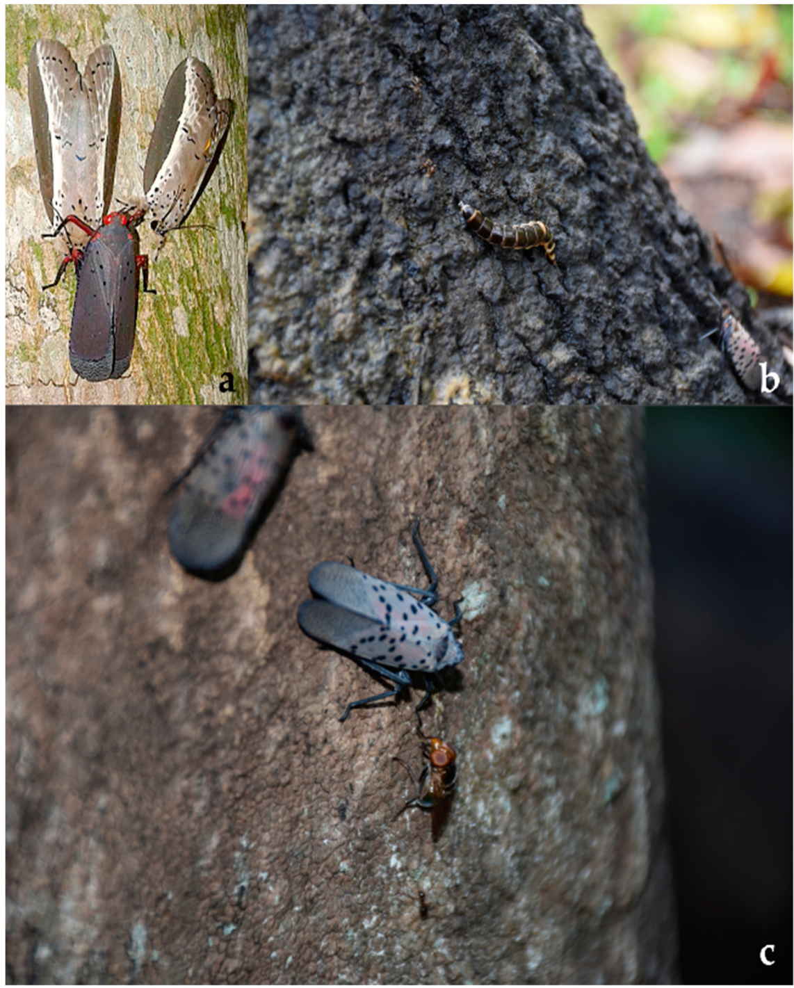 Diversity 15 00356 g010 Diversity 15 00356 g010