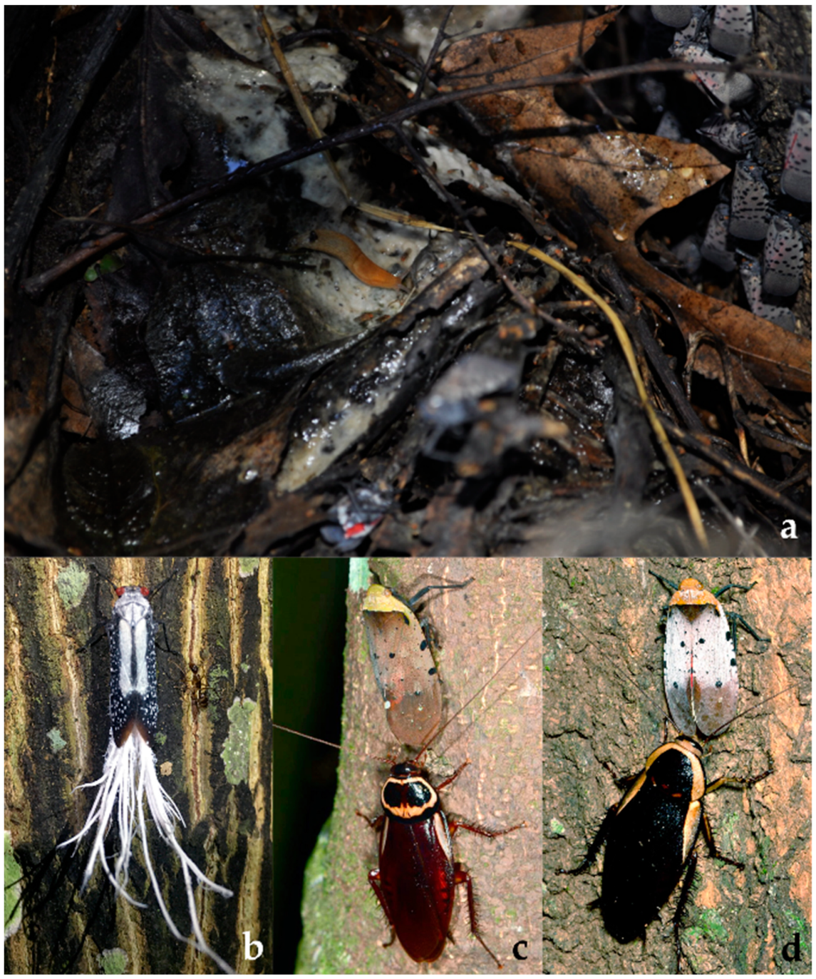 Diversity 15 00356 g012 Diversity 15 00356 g012