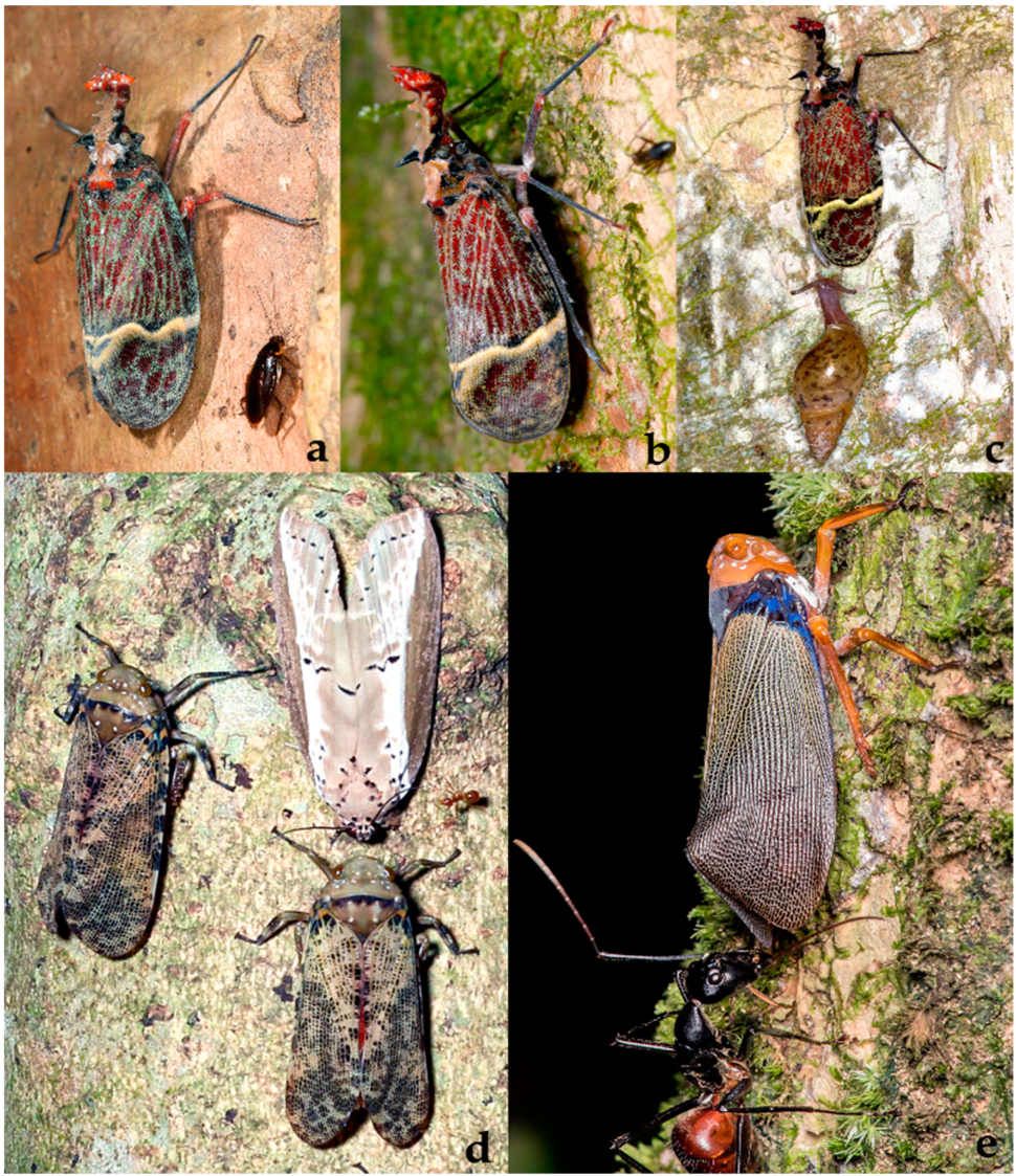 Diversity 15 00356 g015 Diversity 15 00356 g015