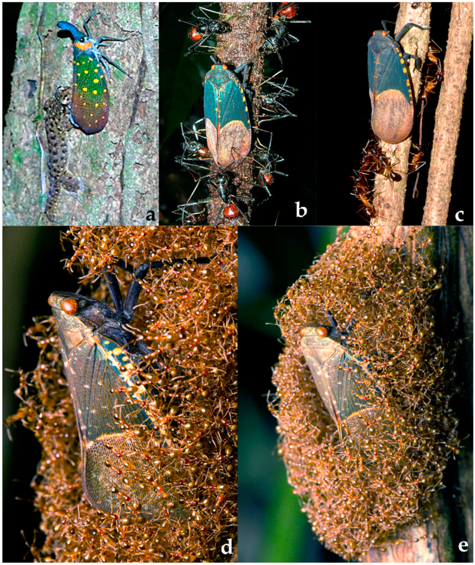 Diversity 15 00356 g019 Diversity 15 00356 g019