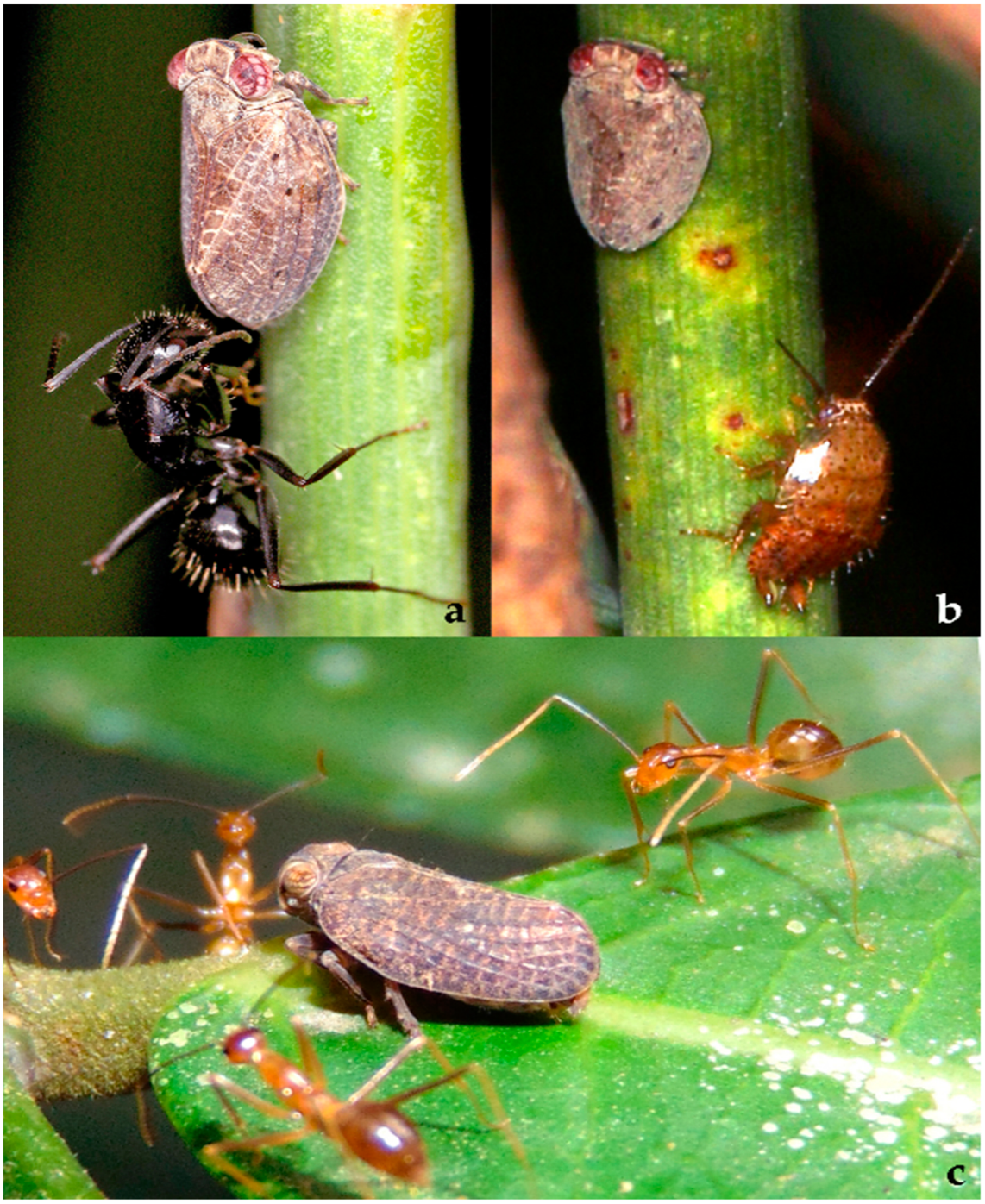 Diversity 15 00356 g021 Diversity 15 00356 g021