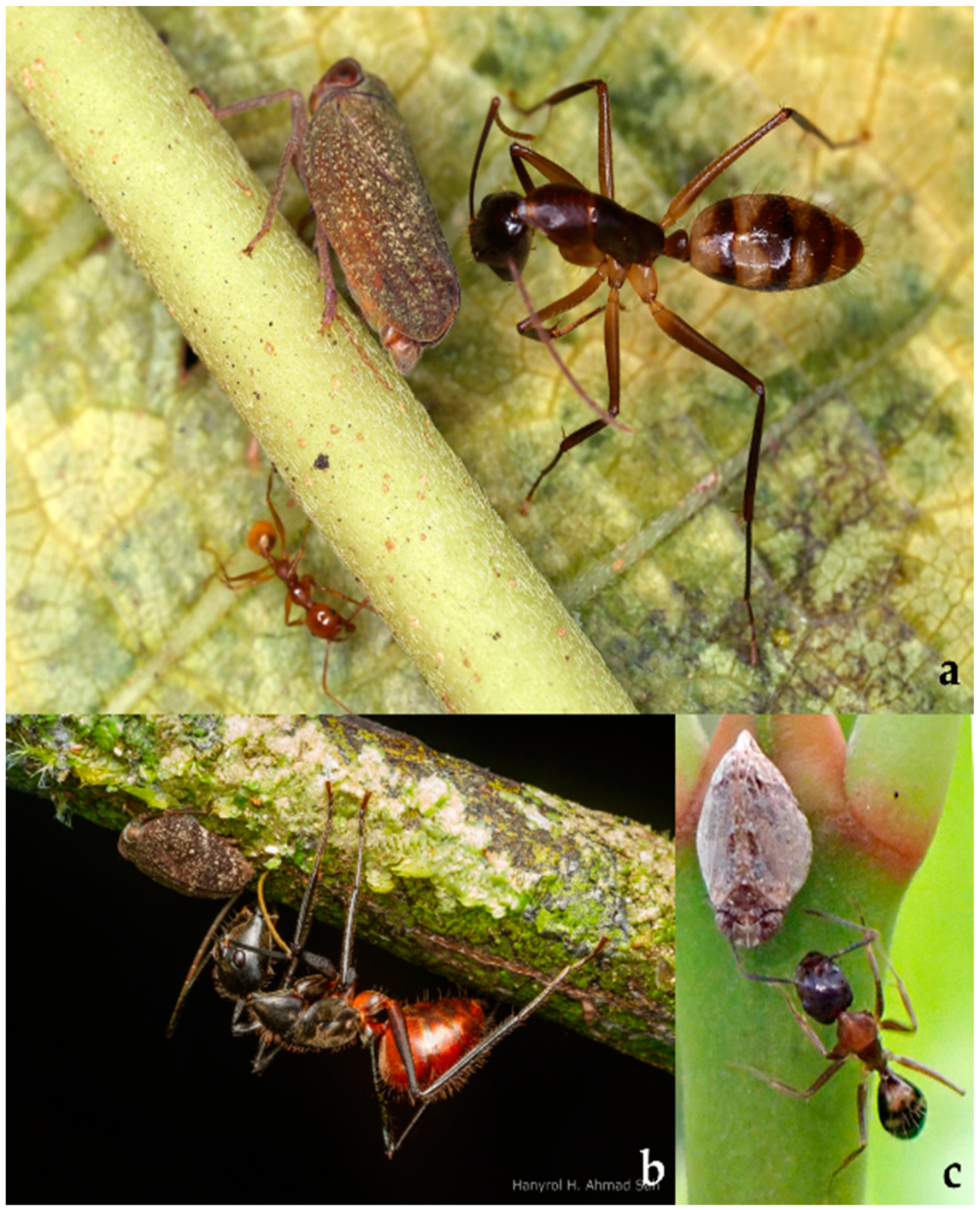 Diversity 15 00356 g022 Diversity 15 00356 g022