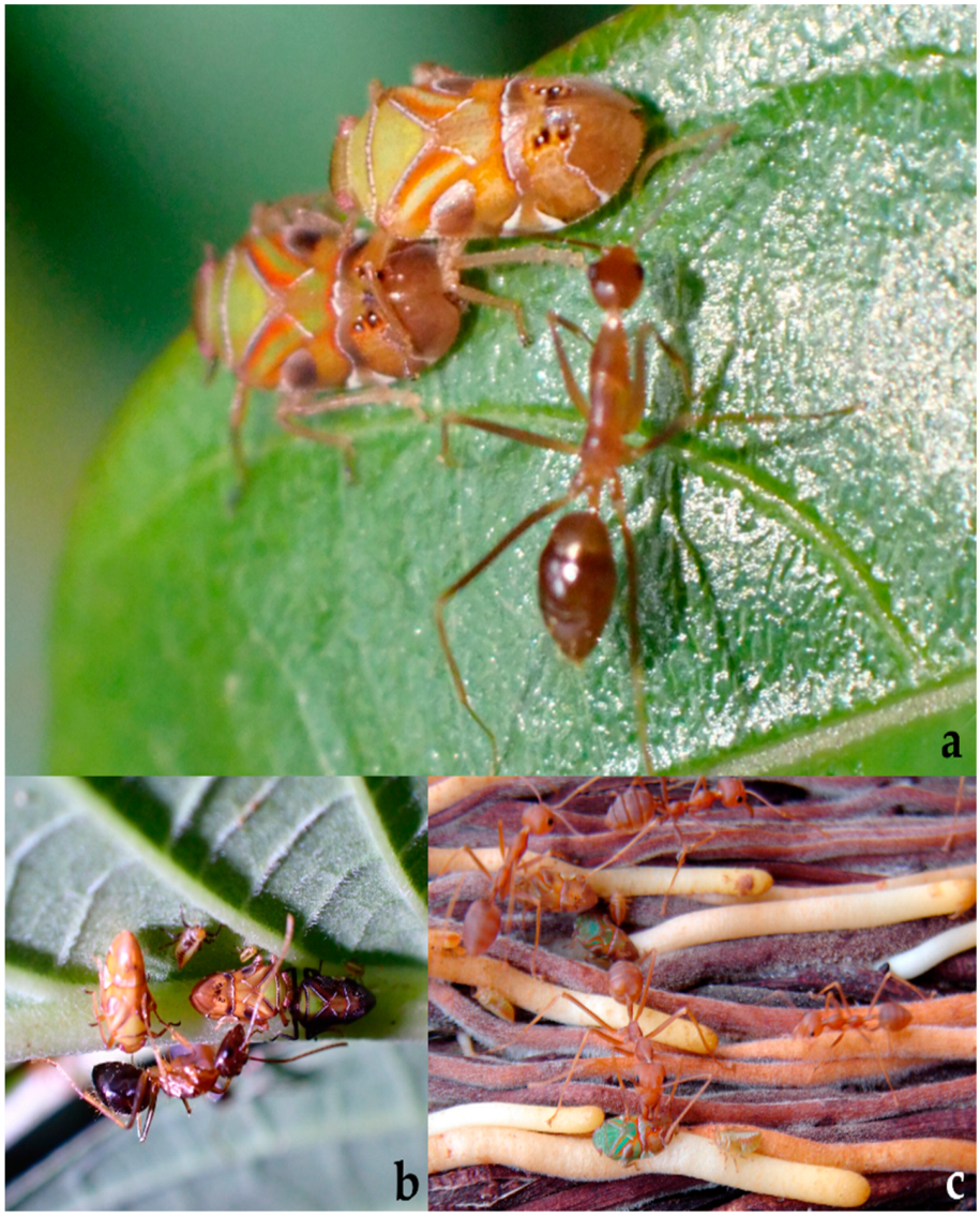 Diversity 15 00356 g024 Diversity 15 00356 g024