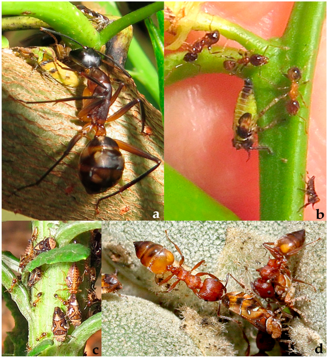 Diversity 15 00356 g025 Diversity 15 00356 g025