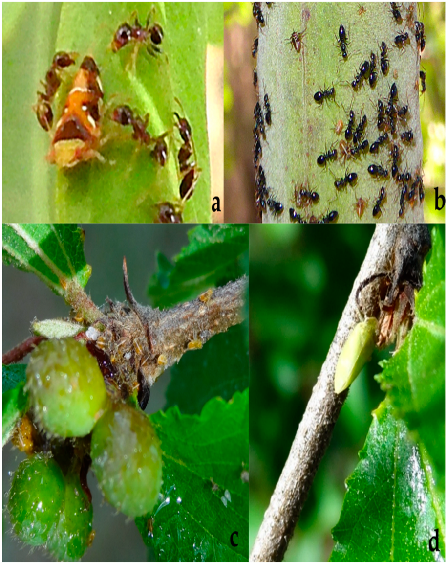 Diversity 15 00356 g027 Diversity 15 00356 g027