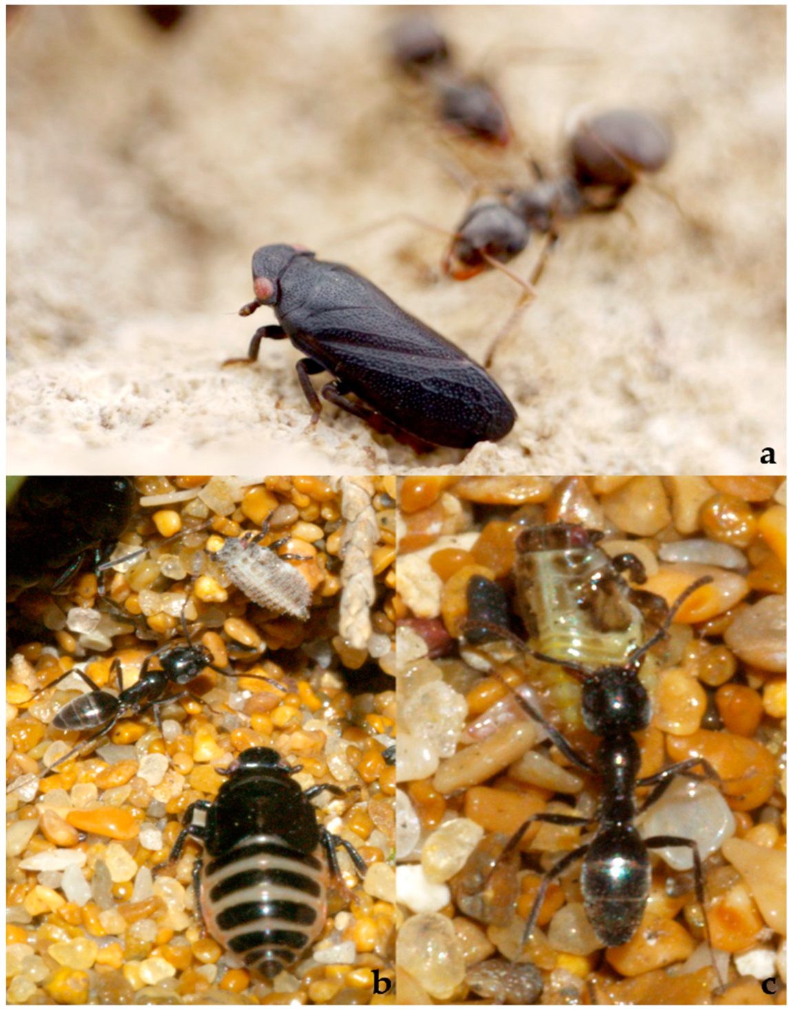 Diversity 15 00356 g029 Diversity 15 00356 g029