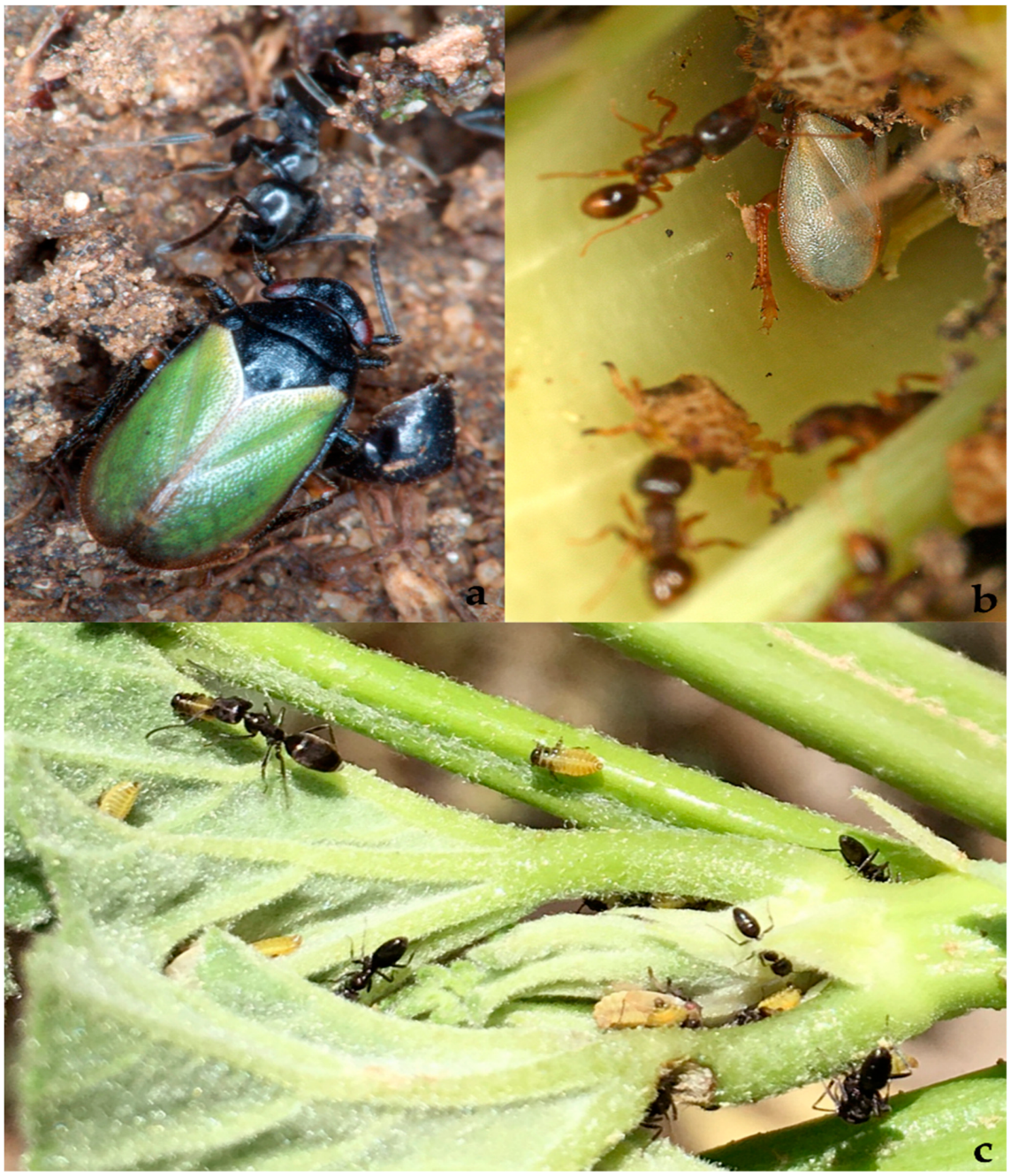 Diversity 15 00356 g030 Diversity 15 00356 g030