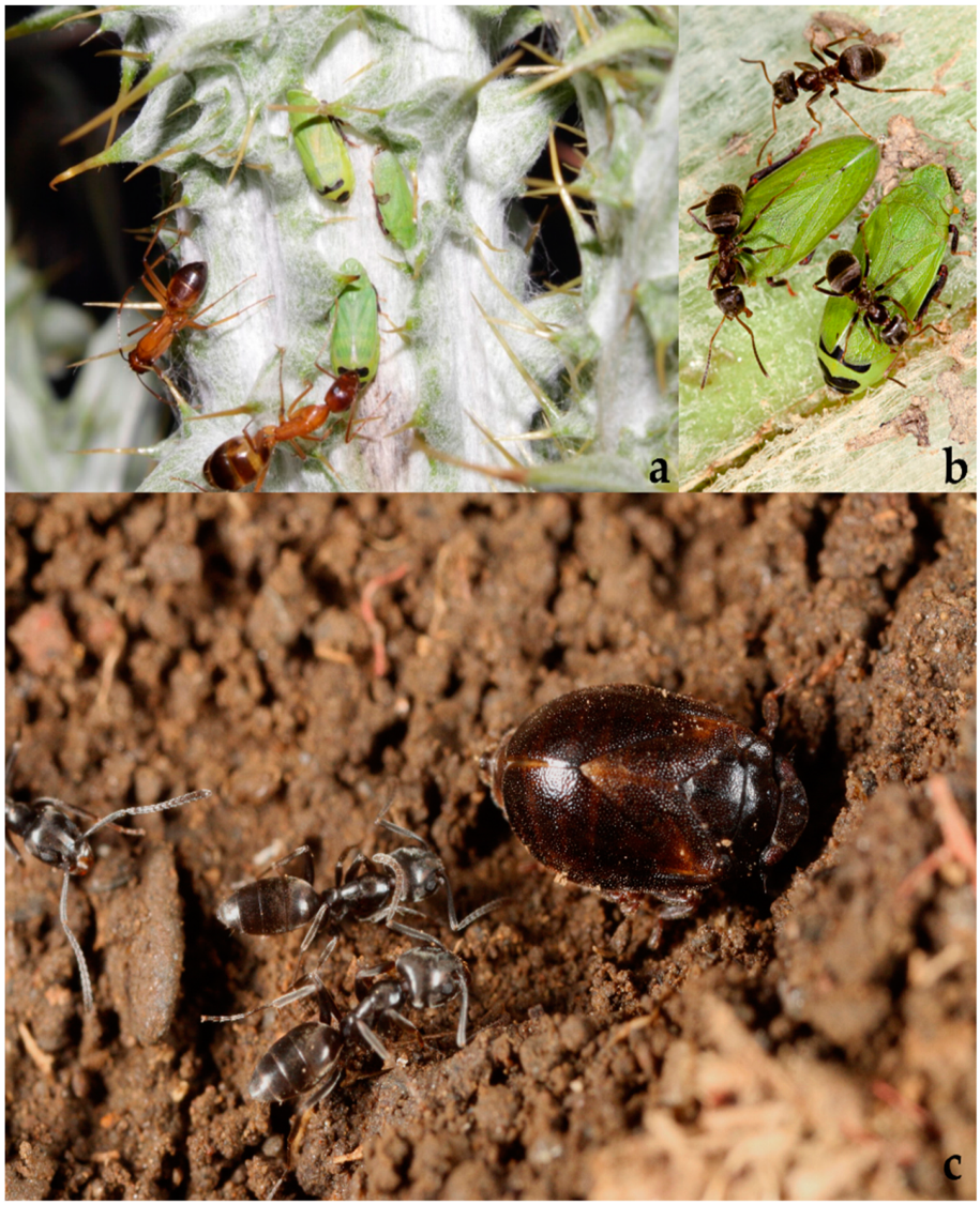 Diversity 15 00356 g032 Diversity 15 00356 g032