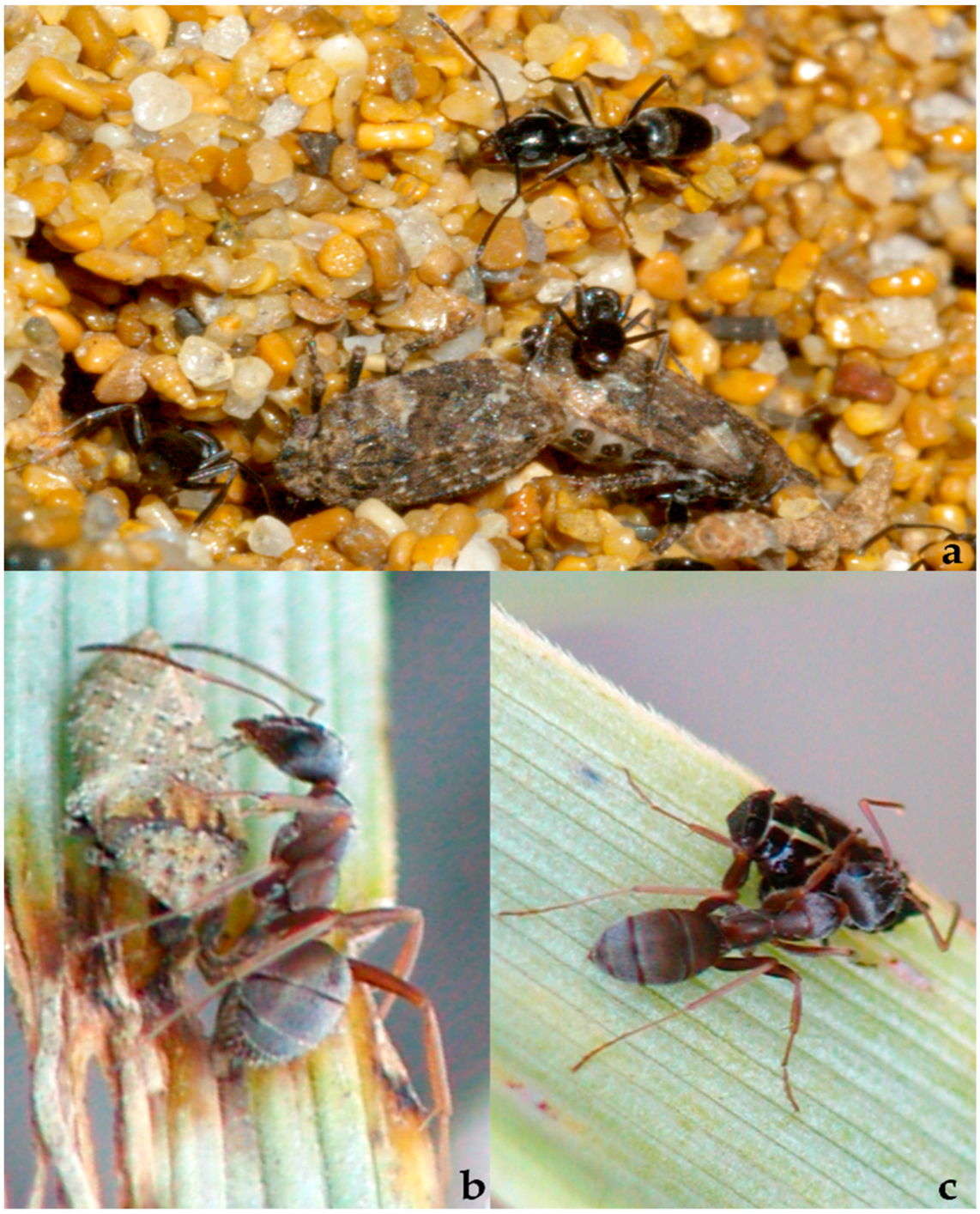 Diversity 15 00356 g033 Diversity 15 00356 g033