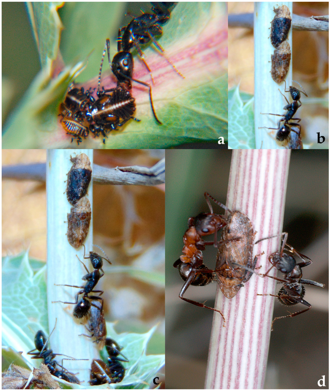 Diversity 15 00356 g034 Diversity 15 00356 g034