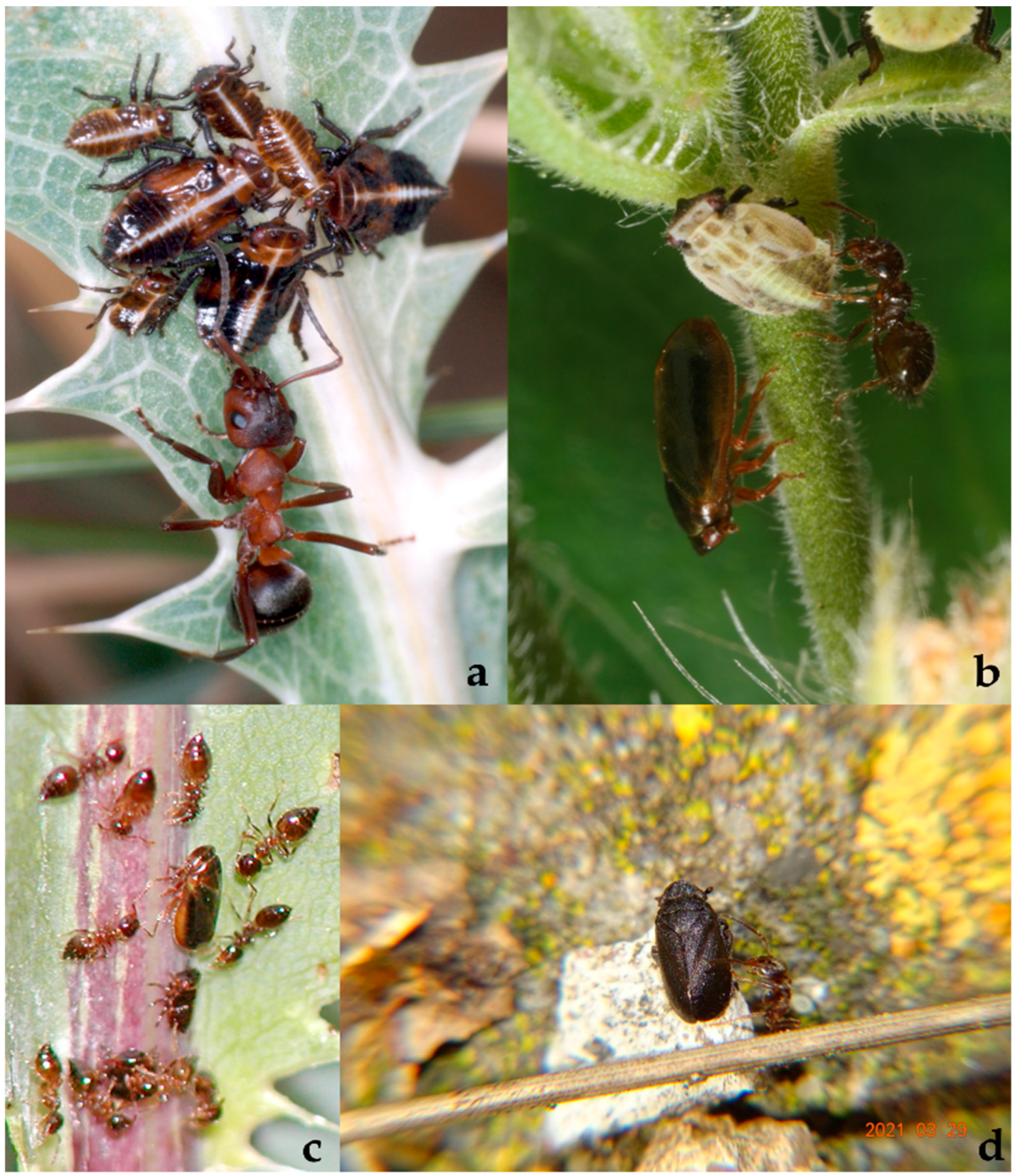 Diversity 15 00356 g035 Diversity 15 00356 g035