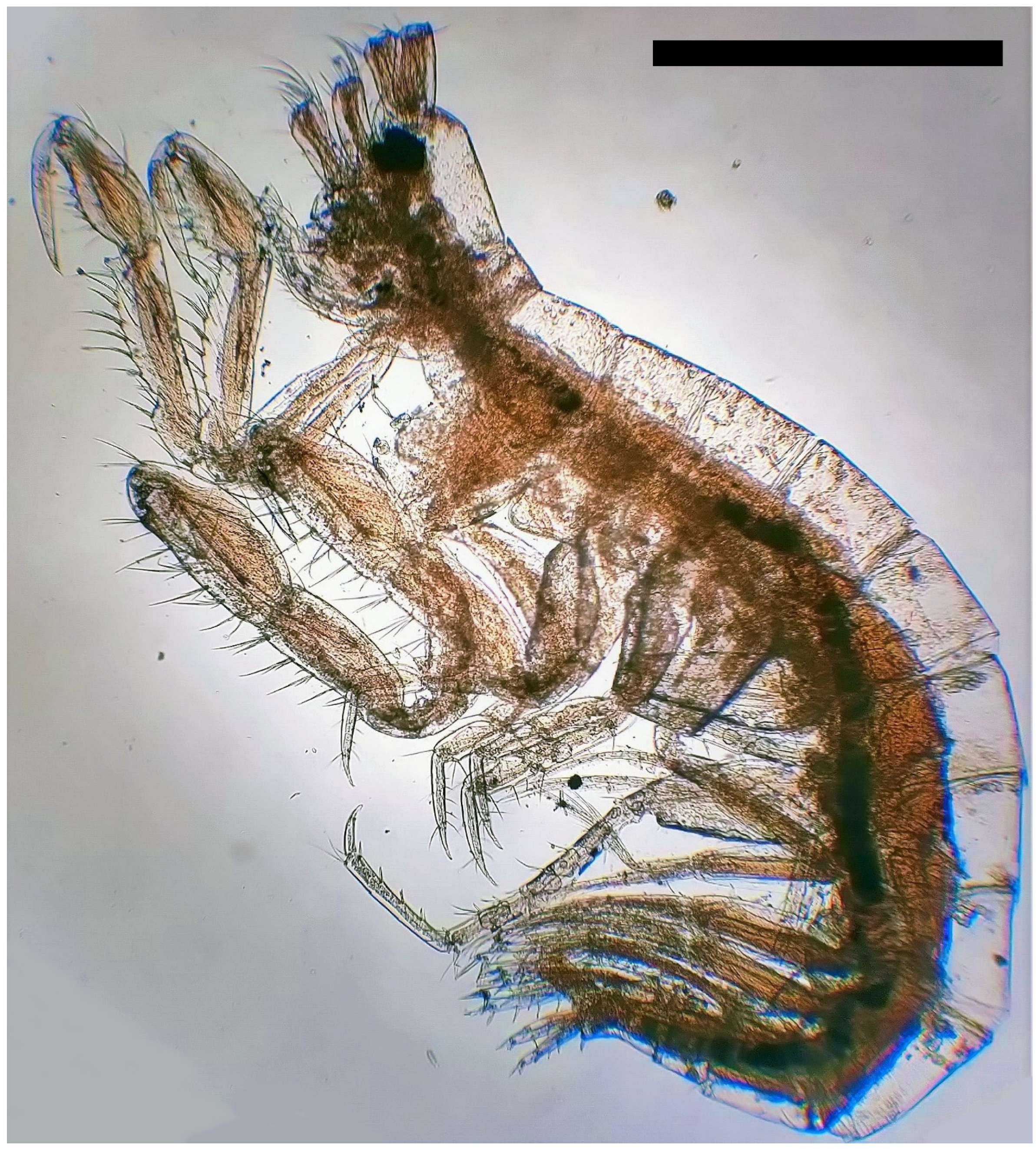 Diversity 15 00358 g003