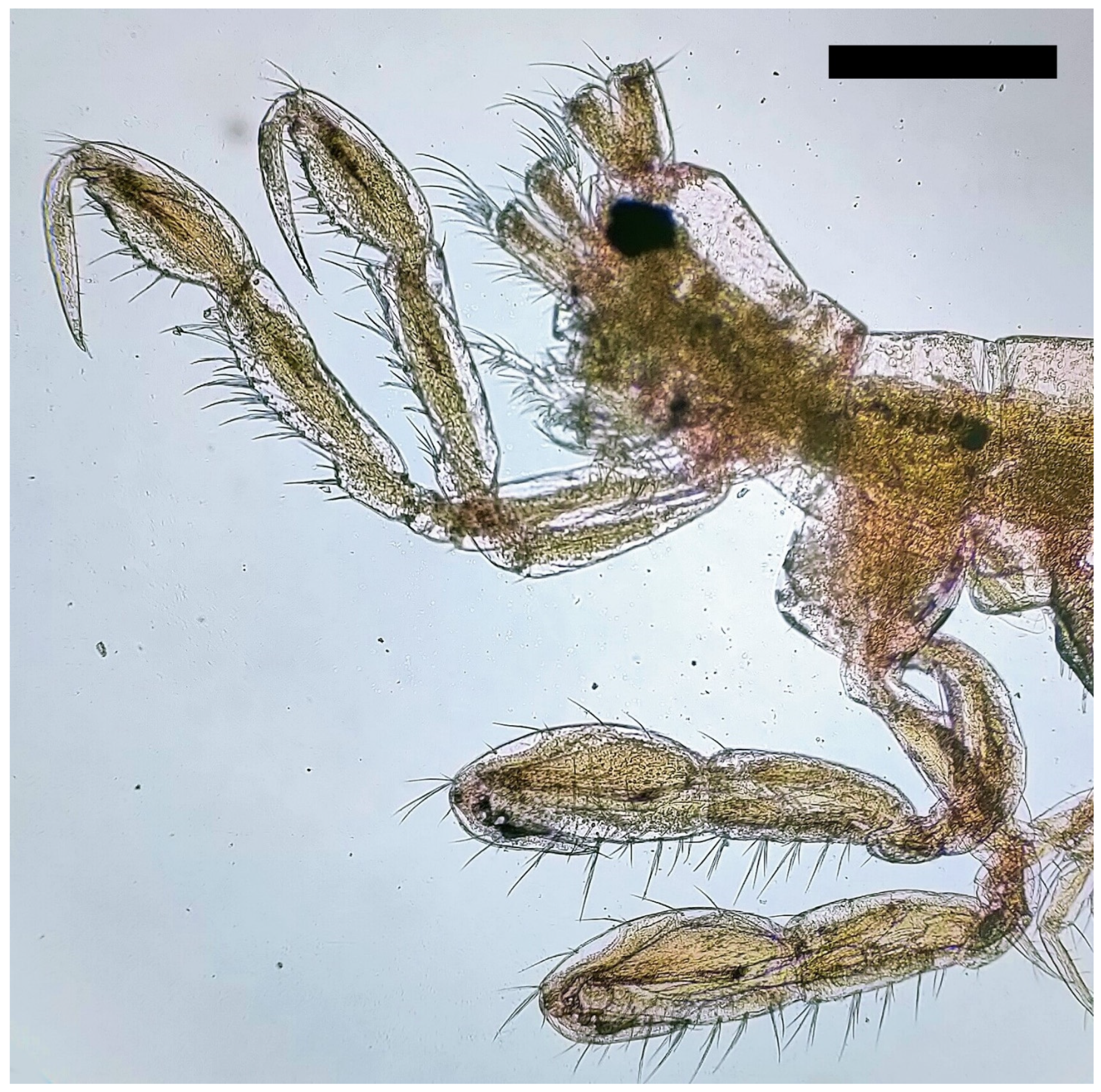 Diversity 15 00358 g004