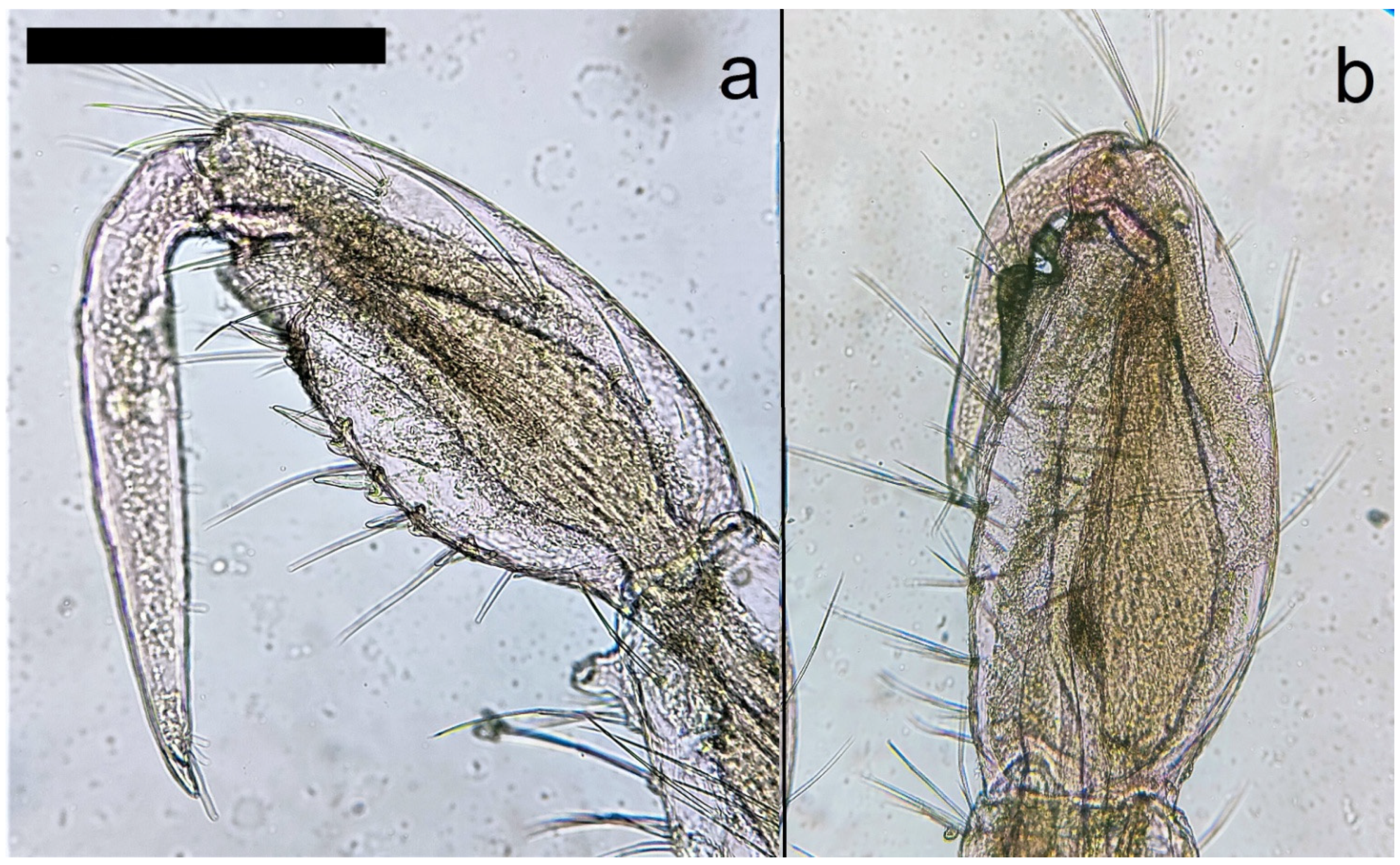 Diversity 15 00358 g006