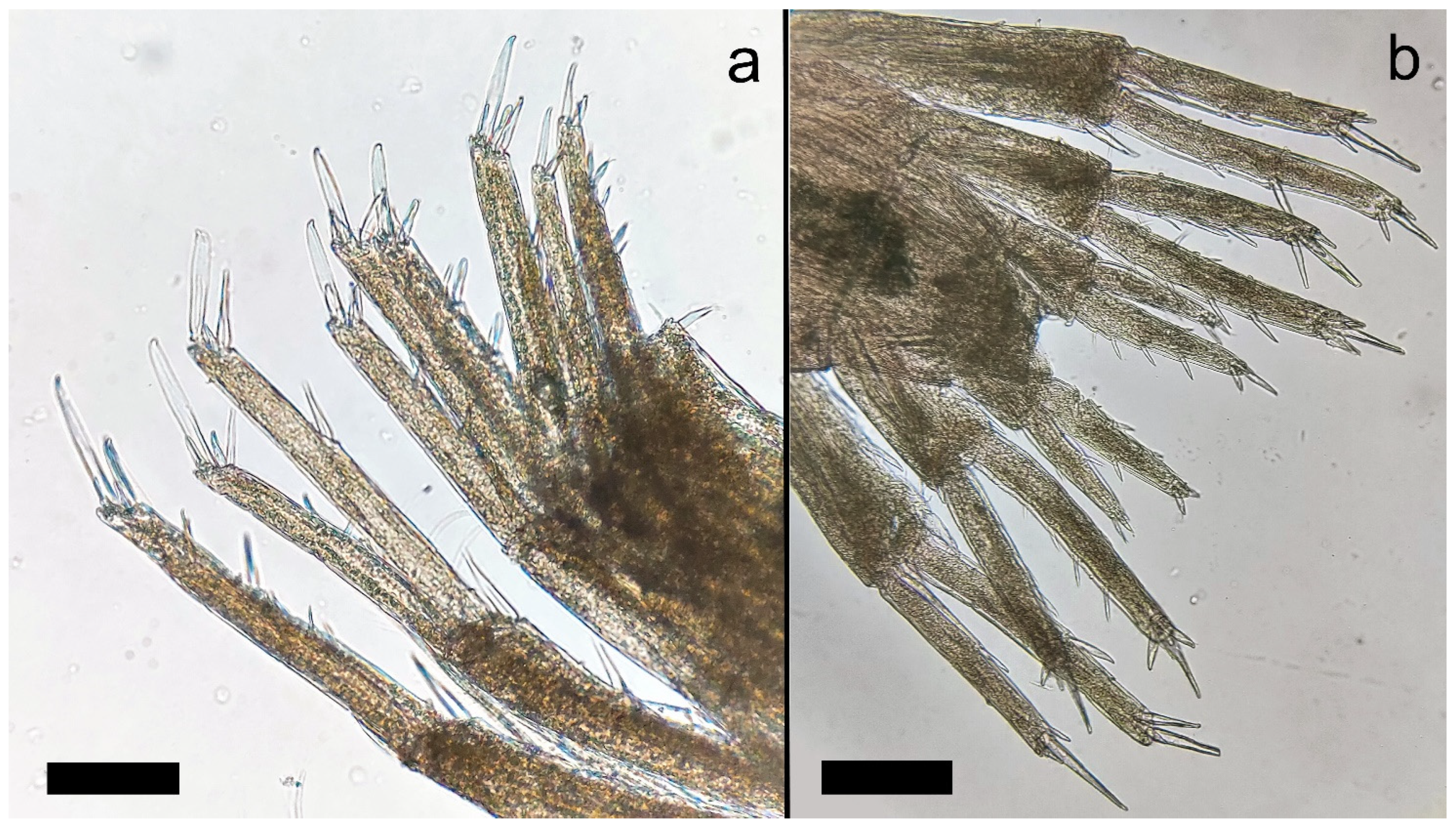Diversity 15 00358 g007