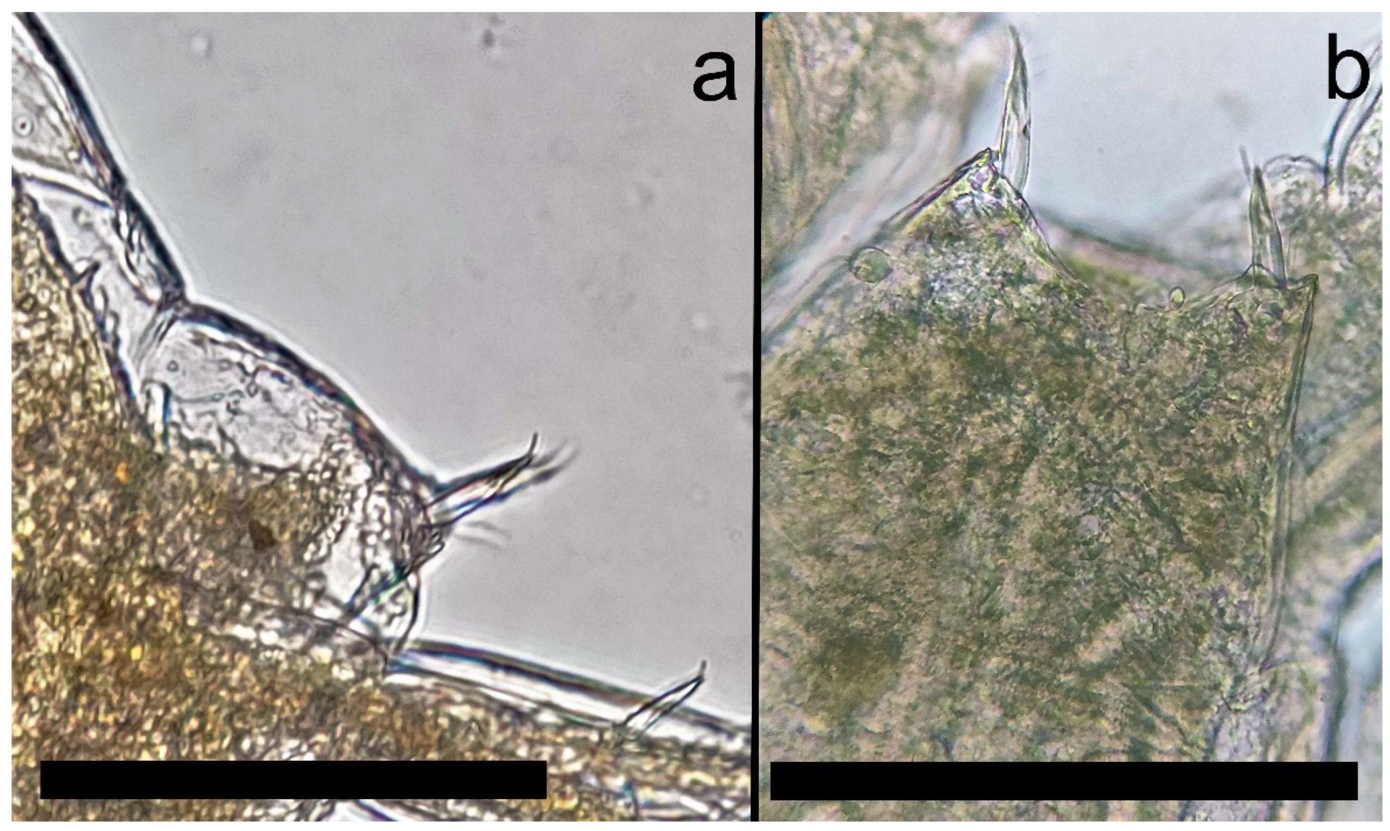 Diversity 15 00358 g008