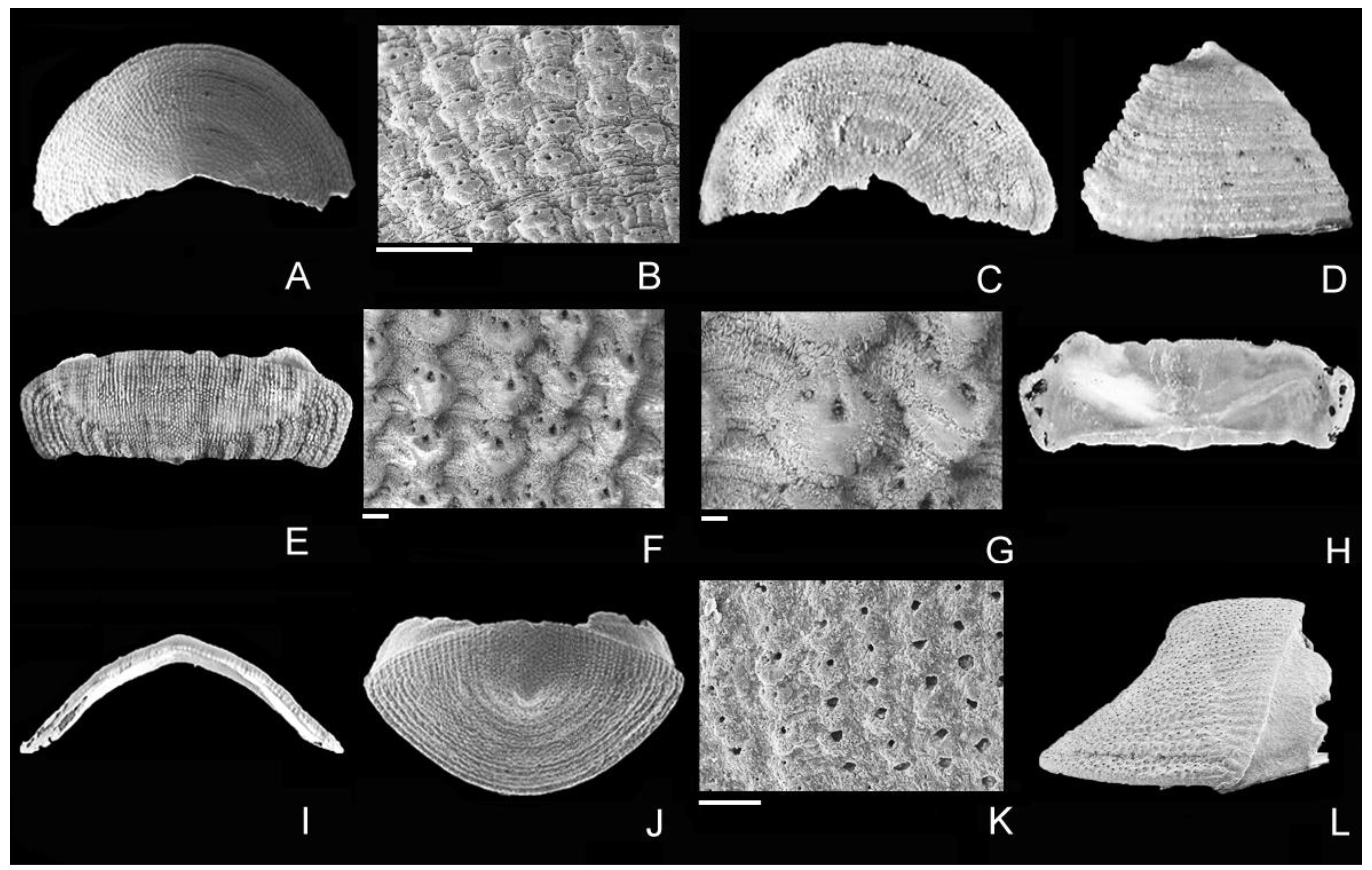 Diversity 15 00359 g002