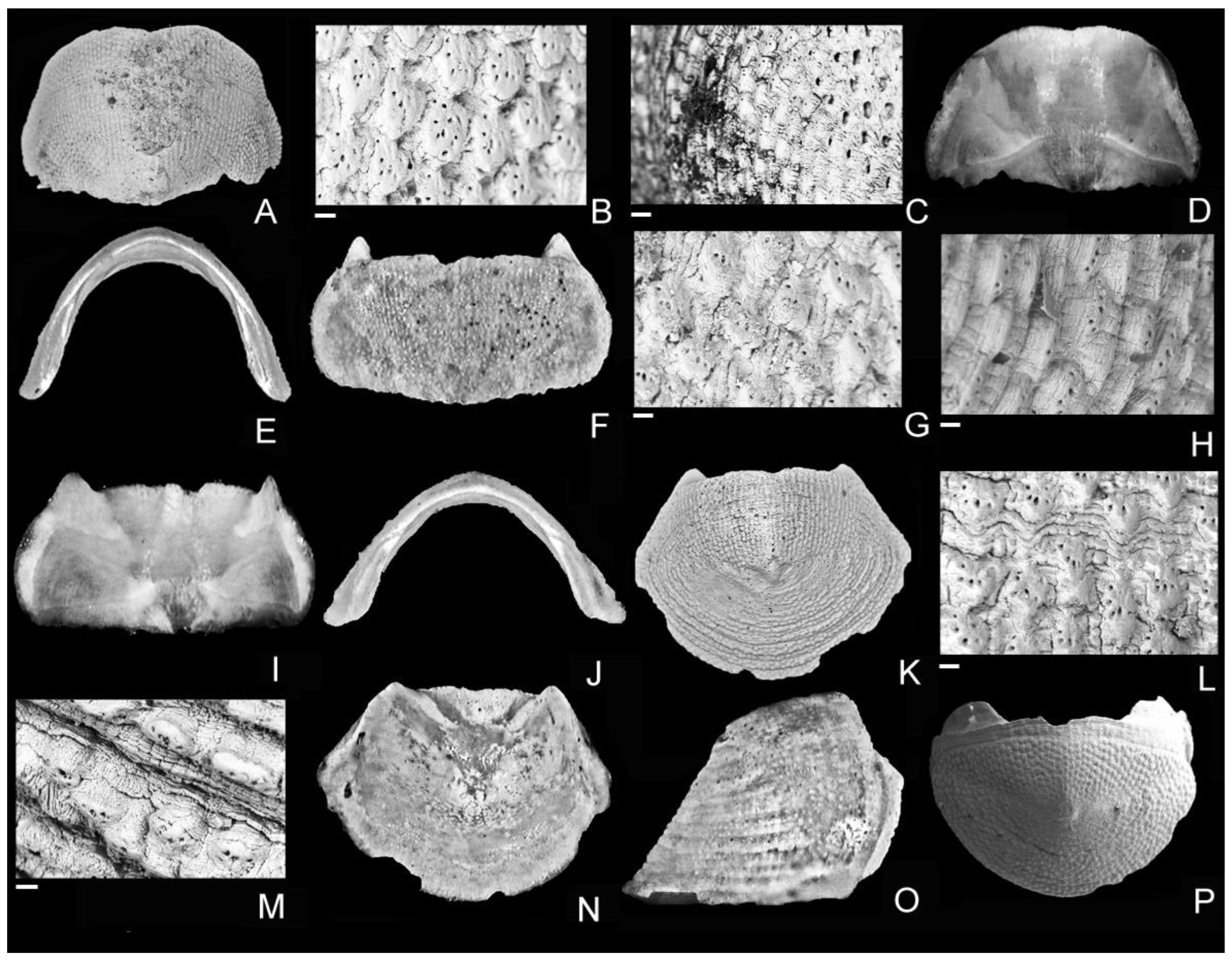Diversity 15 00359 g003