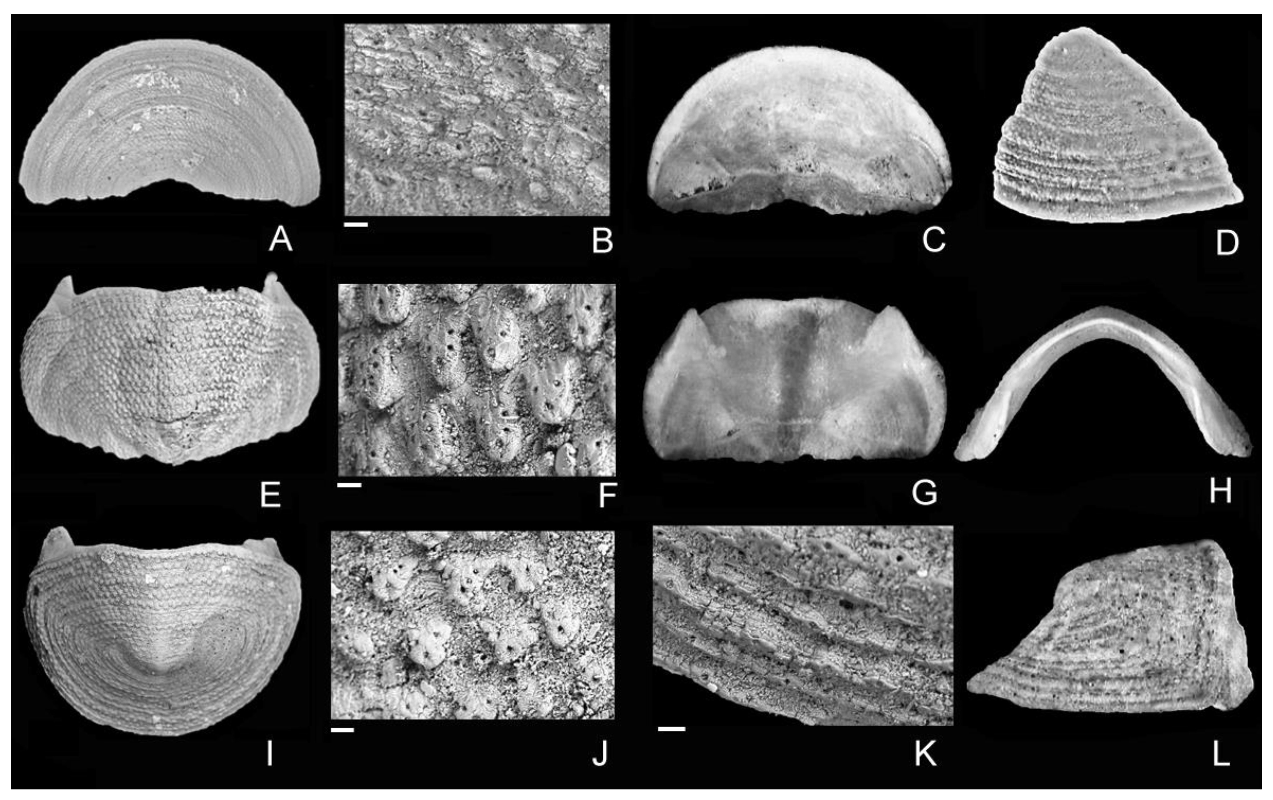 Diversity 15 00359 g004