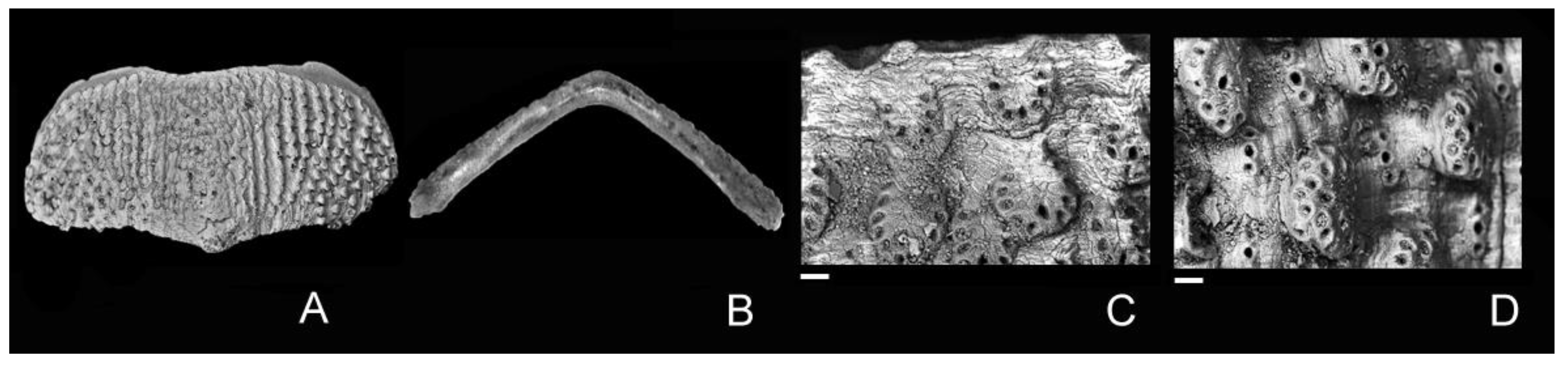 Diversity 15 00359 g005