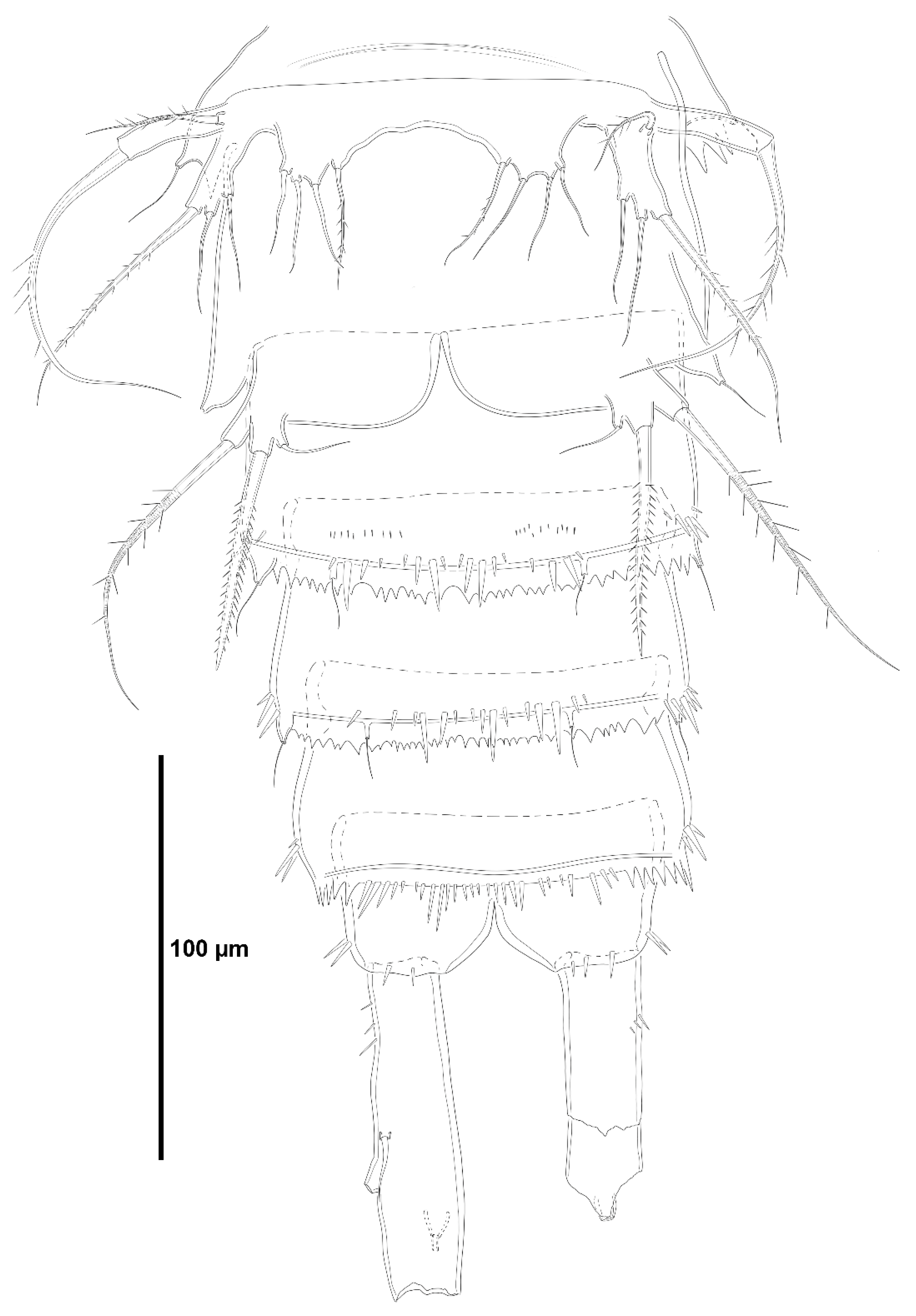 Diversity 15 00363 g002