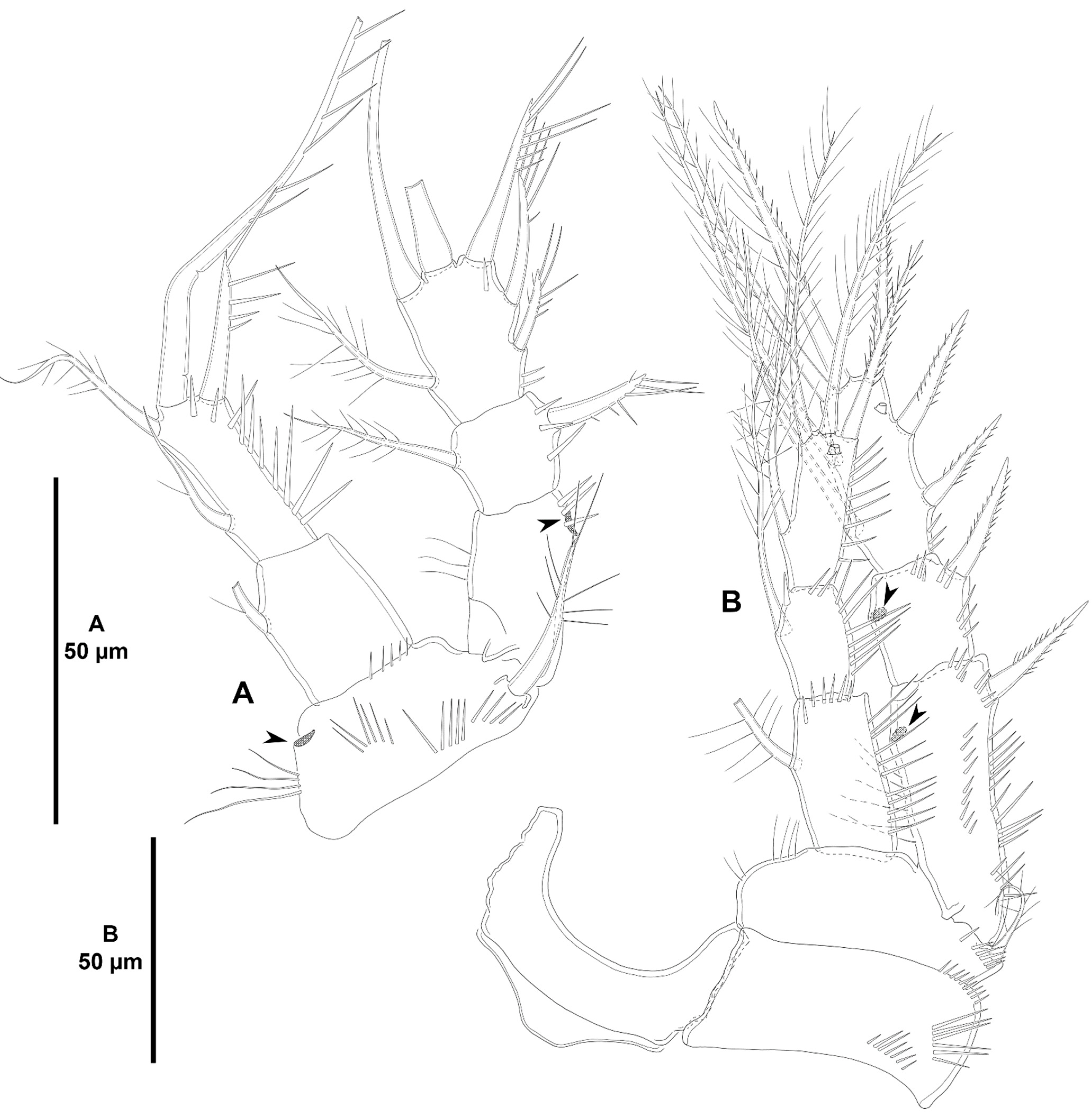 Diversity 15 00363 g012