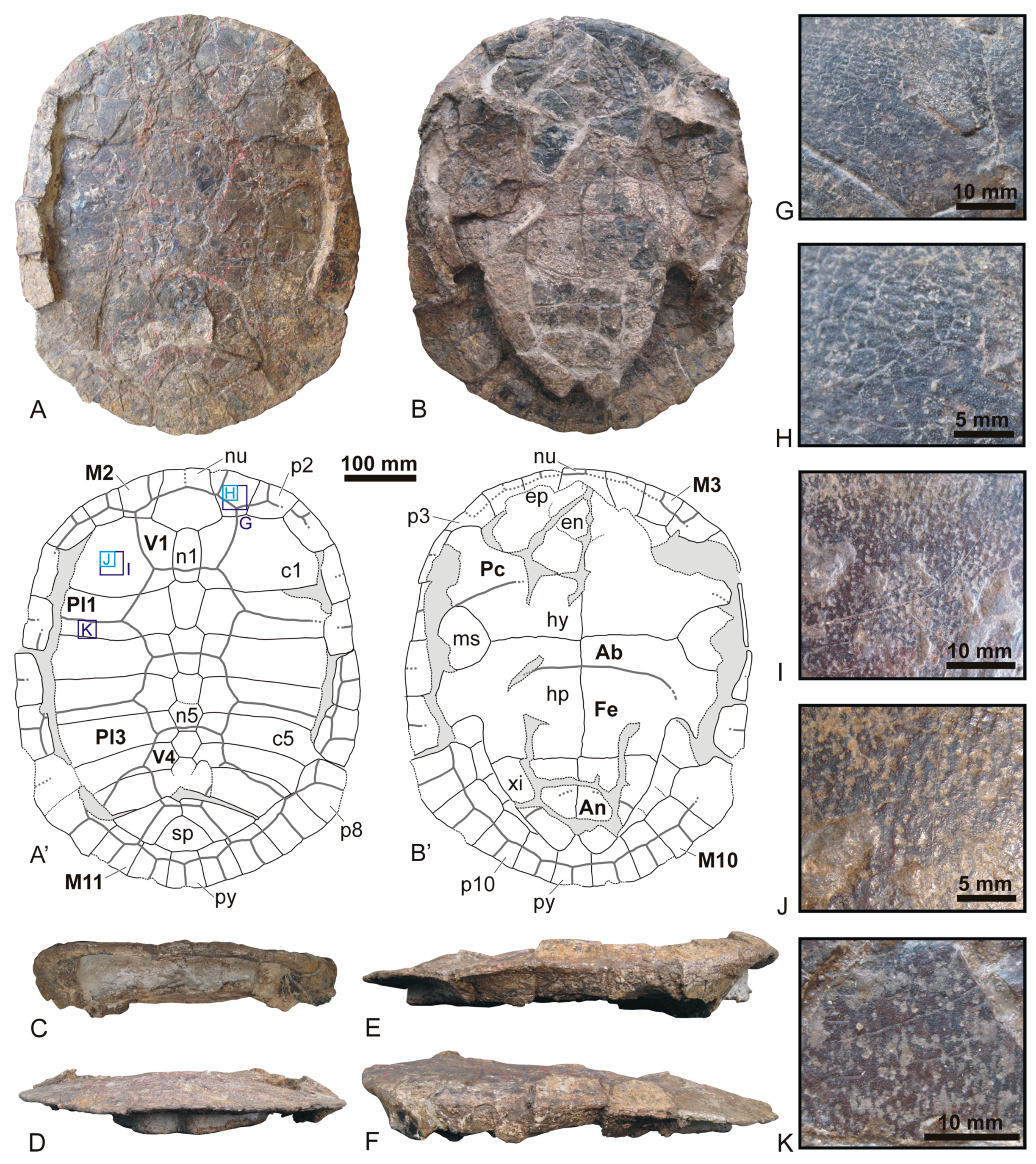 Diversity 15 00375 g002